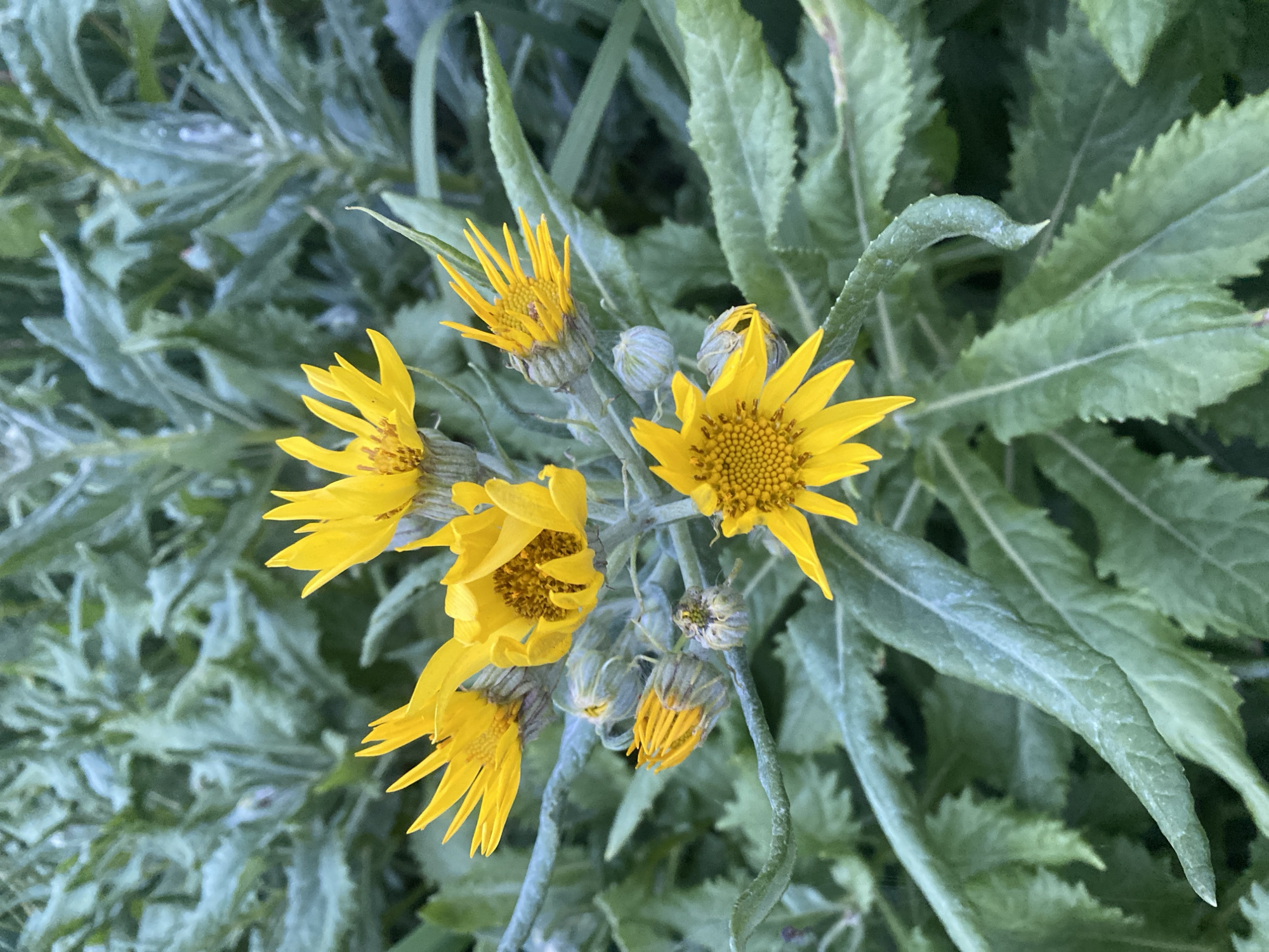 This is a close-up, vertical, eye-level shot of a cluster of yellow flowers with serrated green leaves in the background. The flowers are bright yellow with ray florets and a central disc of smaller florets. Several flower buds are also visible, some partially open and showing yellow petals. The leaves are a muted green with visible veins and a slightly fuzzy texture. The lighting appears to be natural daylight. There are no people or buildings visible in this image. The scene is an outdoor, natural environment. This image was taken in Korsakov, Russia.