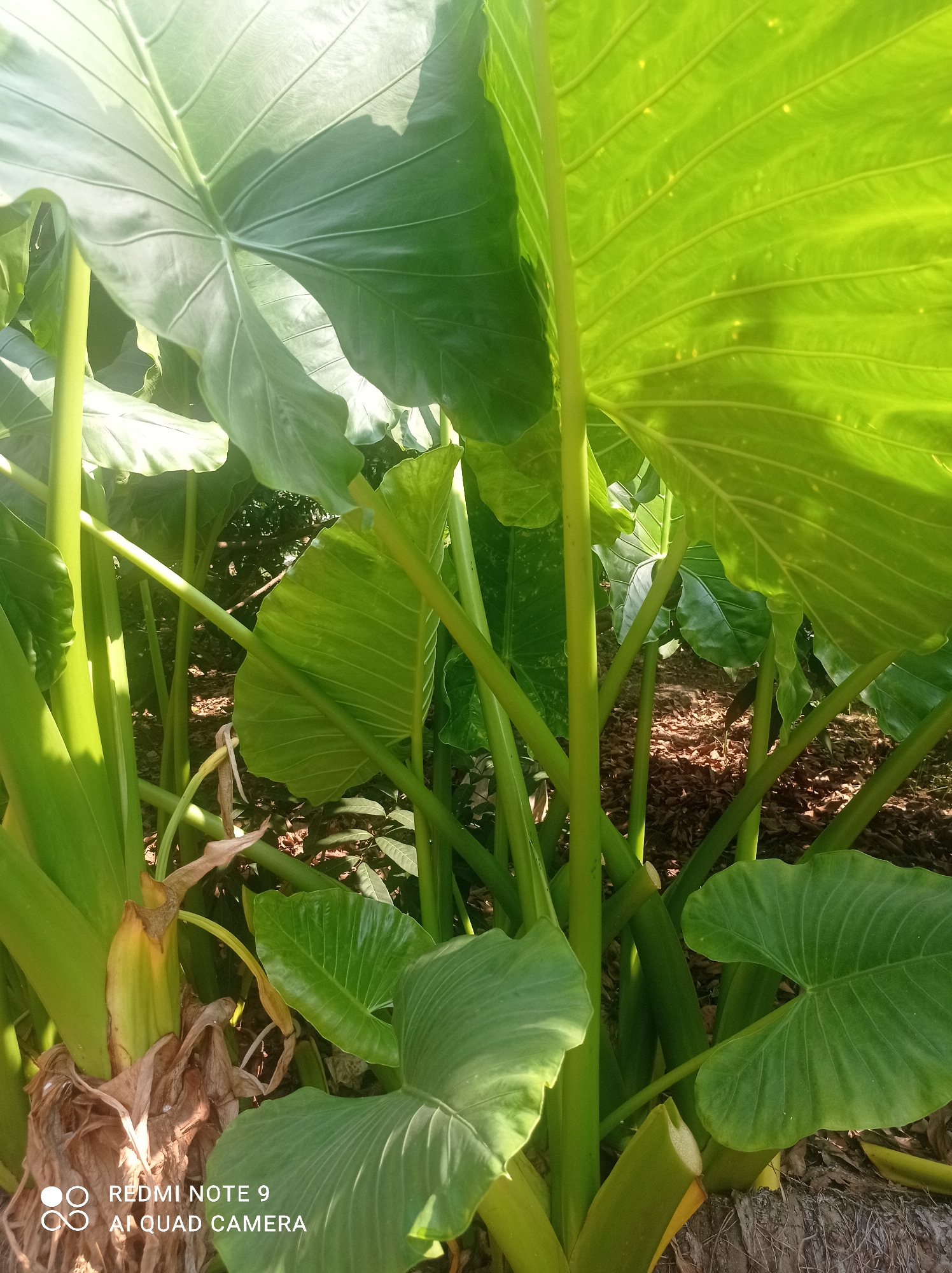The image shows a close-up view of several large, green elephant ear plants. The leaves are broad and heart-shaped, with prominent veins. The stems are thick and green, and some are partially obscured by the leaves. The ground beneath the plants is covered with dry leaves and mulch. Sunlight filters through the leaves, creating dappled shadows. In the bottom left corner, a watermark indicates the image was taken with a "REDMI NOTE 9 AI QUAD CAMERA." The setting appears to be a garden or natural area. There are no people visible in the image. The overall impression is one of lush, tropical foliage. This scene is located in Cipawon, Indonesia.