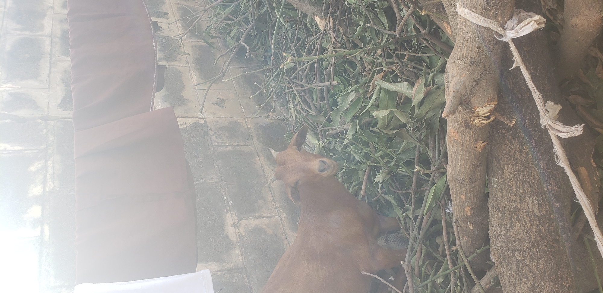 The image depicts a brown goat standing amidst branches and leaves. The goat is facing to the right and appears to be looking at something out of frame. Its horns are visible, and its coat is a solid brown color. The background consists of dense foliage with numerous branches, some of which appear to be recently cut. To the left of the goat, a portion of a brick wall is visible, suggesting an outdoor setting. A large, rough-barked tree trunk occupies the right side of the frame, with a frayed rope tied around it. The lighting suggests it is daytime, possibly outdoors. The scene appears to be a rustic environment, possibly a yard or agricultural area in Narayi, Nigeria. There is no visible text in the image.