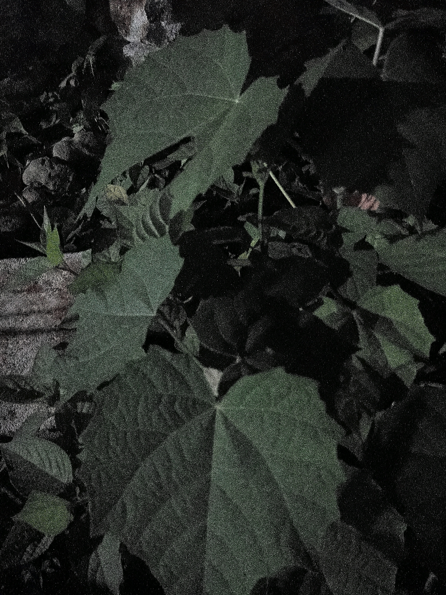 The image is a close-up, low-light shot of green leaves with a textured, grainy appearance. The leaves are large and somewhat palmate, with visible veins. Shadows obscure much of the scene, creating a dark and somewhat indistinct environment. There are hints of what appear to be rocks or soil beneath the leaves. The lighting suggests it is nighttime or a very shaded area. There is no indication of the specific location in the city of Cikal, Indonesia, nor are there any people or discernible actions taking place.