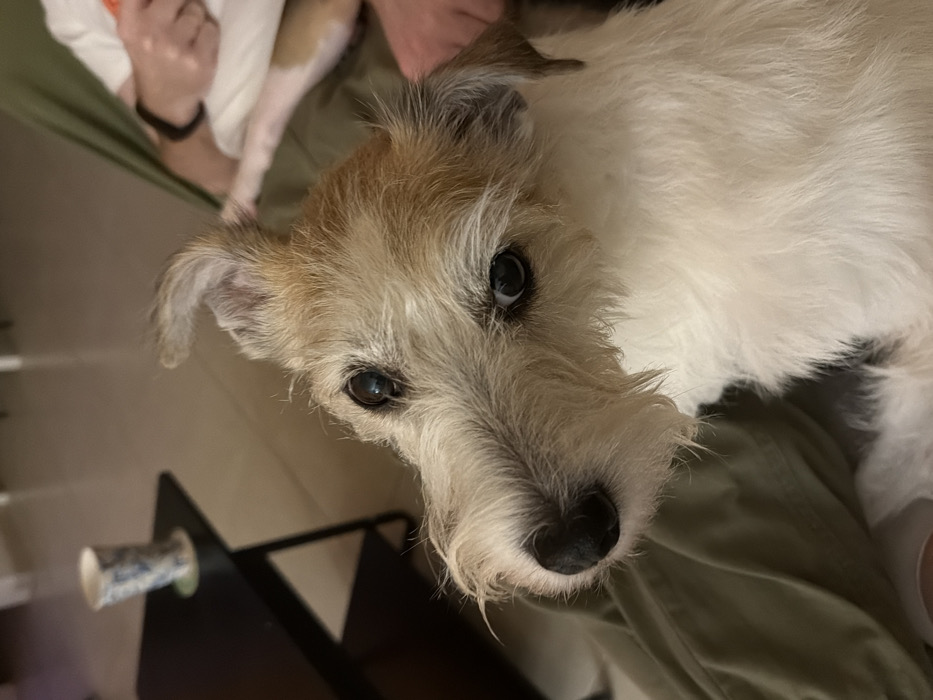 A close-up shot reveals a Jack Russell Terrier dog gazing upward with dark, soulful eyes and a pleading expression. Its coat is a mix of white and tan, with wiry, shaggy fur around its muzzle and ears. The dog is resting on a person's lap, wearing what appears to be casual green pants. In the background, a small patterned cup sits on a black stand. The lighting highlights the dog's features, emphasizing its tender and vulnerable appearance.