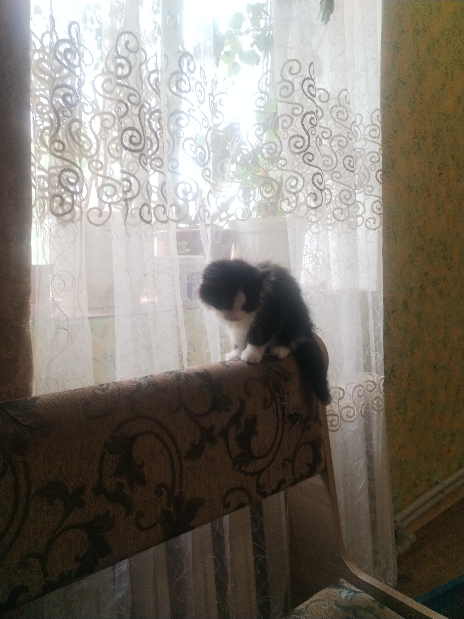 A black and white kitten sits on the upholstered back of a sofa in front of sheer white curtains. The curtains are decorated with a swirling pattern. Sunlight streams through the window behind the curtains. The sofa has a brown fabric with a dark floral pattern. The wall to the right is a yellowish-green color with a textured finish.