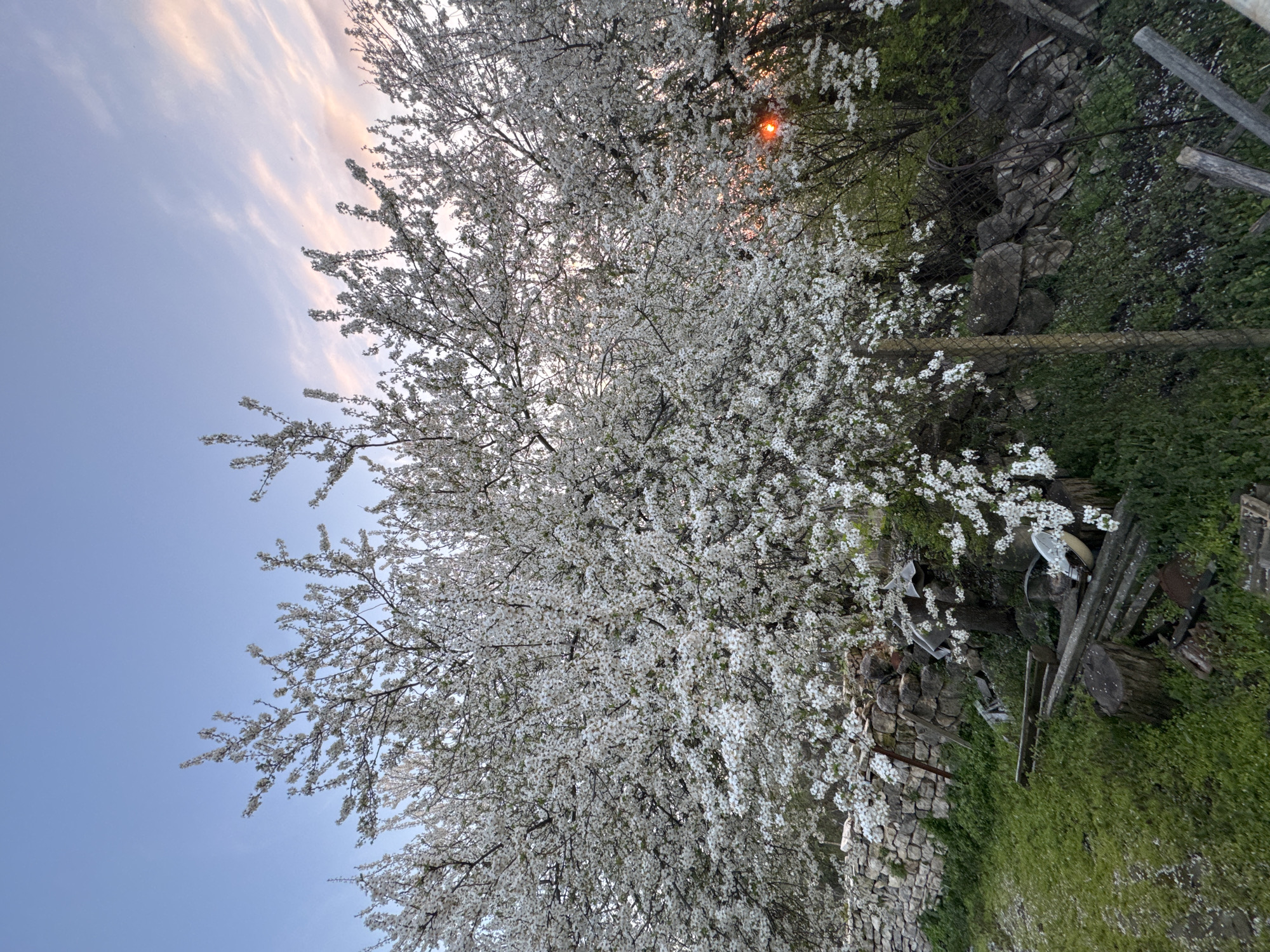 A low-angle, daytime shot depicts a large, flowering tree with dense white blossoms under a sky exhibiting hues of blue and pink, possibly indicating sunset or sunrise. The trunk of the tree is not fully visible but is implied by the presence of its branches and flowers. In the background, foliage suggests other trees or vegetation, with a hint of sunlight filtering through. Adjacent to the tree, a stone wall or fence is present, accompanied by green vegetation and various unidentifiable objects scattered on the ground. The image appears to be taken outdoors, capturing a scene of natural elements.
The scene's location in the city of Beltsov, Bulgaria cannot be confirmed from the image itself.