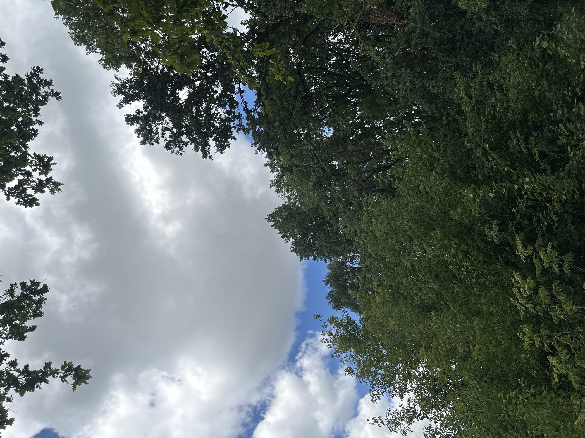 A low-angle shot captures the lush green canopy of trees reaching towards a partially cloudy sky. Branches of oak trees frame the top of the image, with leaves silhouetted against the bright sky. The clouds are predominantly white and grey, with patches of vivid blue sky visible. The dense foliage of deciduous trees fills the lower portion of the frame, creating a natural, outdoor scene. The image appears to be taken in the village of Makiv, Ukraine.