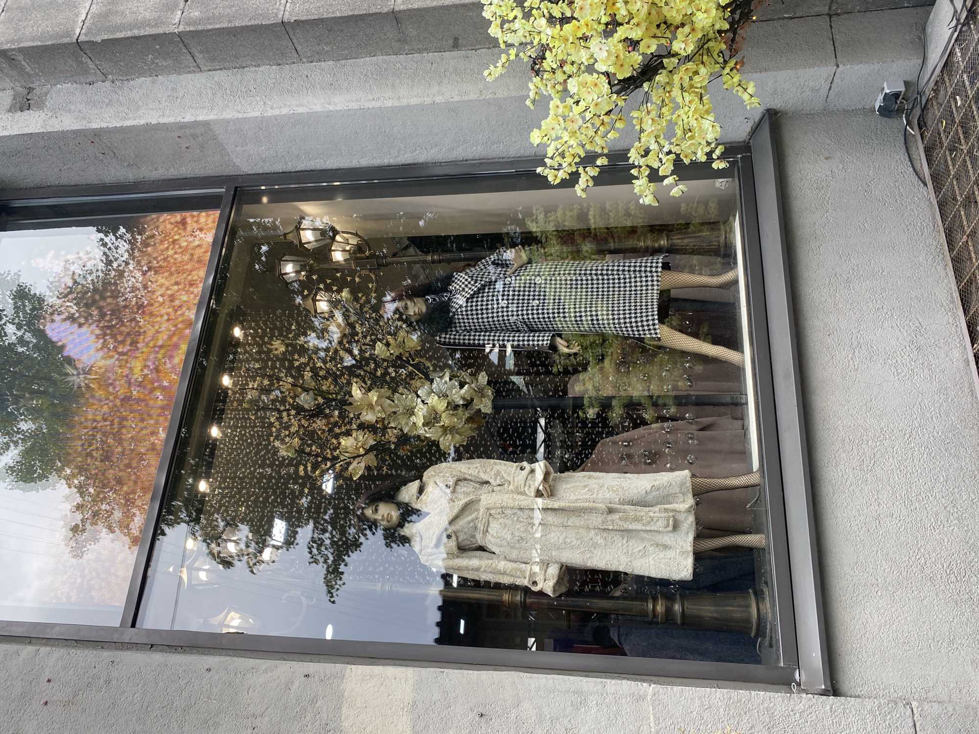 A retail shop window display is captured at an oblique angle, featuring two mannequins dressed in elaborate coats. The image is oriented sideways, with the shop window running horizontally across the frame.
Inside the well-lit display, the mannequin on the right wears a black and white houndstooth-patterned long coat with a black faux fur collar and fishnet stockings. The mannequin on the left is adorned in a long, textured, cream or off-white coat that appears to be made of a thick, soft fabric, possibly faux fur or shearling. Both mannequins have stylized faces and hair. The window interior is decorated with ornate light fixtures, possibly chandeliers, and artificial golden or light-colored floral arrangements that complement the coats.
The large glass window reflects the exterior environment. Prominently visible in the reflections are deciduous trees with leaves exhibiting vibrant autumn colors, predominantly orange and yellow, suggesting the photograph was taken during the fall season. Reflections of a bright sky and possibly other architectural elements are also present.
Above the shop window, outside the building, artificial yellow wisteria-like flowers cascade downwards. The exterior of the building features a rough-textured concrete wall. On the upper right side of the wall, a white security camera or similar device is mounted, with associated black wiring running along the wall towards a visible electrical outlet. A metal grate, possibly part of a drain or ventilation system, is partially visible on the far right. The time of day appears to be daytime, under clear weather conditions, as indicated by the bright reflections. No discernible text is visible in the image.