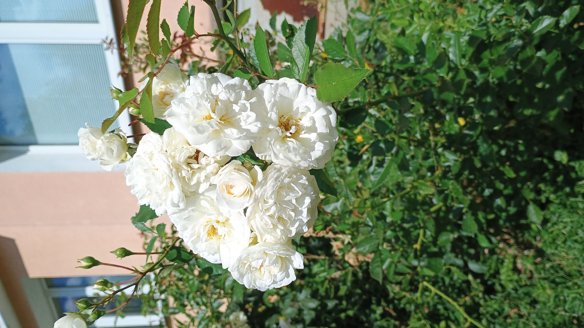 A cluster of white roses with yellow centers is in full bloom on a rose bush. The bush is located in front of a light pink building with white-framed windows. The roses are a focal point, with green leaves and thorny stems surrounding them. In the background, the building's facade and a window reflecting the sky are visible. The scene is set outdoors, suggesting a garden or residential area.