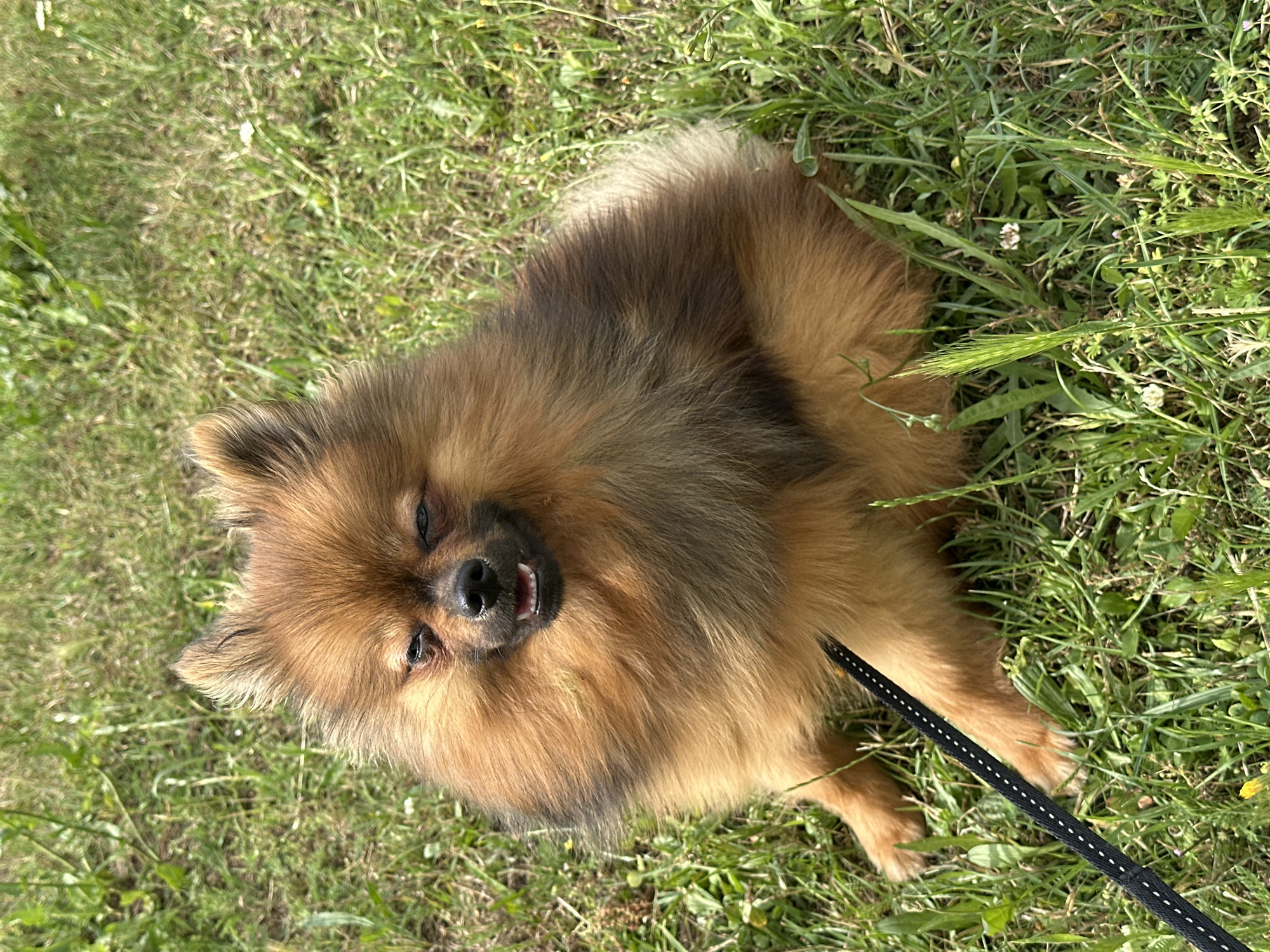 A fluffy, brown Pomeranian dog is sitting on a green grassy lawn in Arzberg, Germany. The dog is facing the camera, with its eyes squinted and mouth slightly open, revealing its teeth. The dog is wearing a black leash. The grass is green with some weeds and small white flowers. The lighting suggests it is daytime.