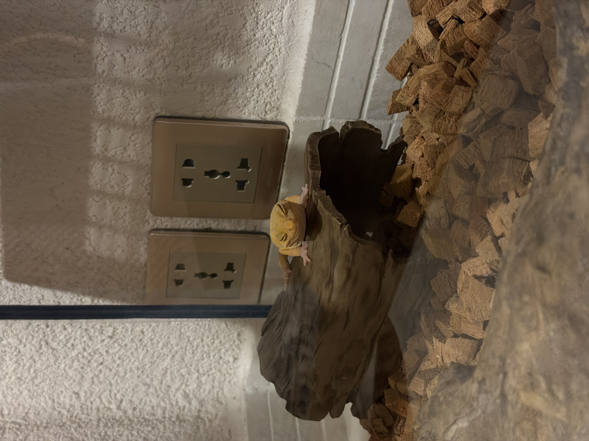 A yellow leopard gecko is resting on a piece of driftwood. The gecko's eyes are closed, giving it a serene appearance. The driftwood is positioned in a terrarium filled with brown coconut fiber substrate. In the background, two universal electrical outlets are visible on a textured wall. The scene is illuminated by artificial light, creating soft shadows. The location is specified as Mengwi, Indonesia.