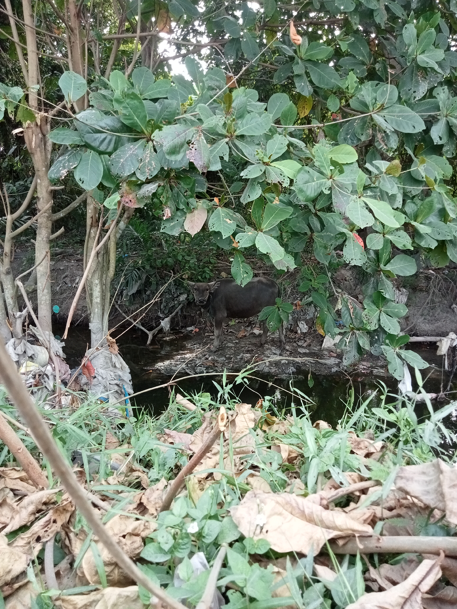 The image depicts a dark-colored water buffalo standing in a muddy area near a small body of murky water. The buffalo is facing towards the viewer, with its head slightly lowered. The surrounding environment is overgrown with vegetation, including trees and leafy plants. There is visible debris, including plastic bags and other refuse, scattered around the water buffalo and the water's edge. The scene appears to be outdoors, possibly in a rural or semi-urban area, given the presence of the water buffalo and the natural elements mixed with man-made waste. The location is identified as Teluk Kenidai, Indonesia.