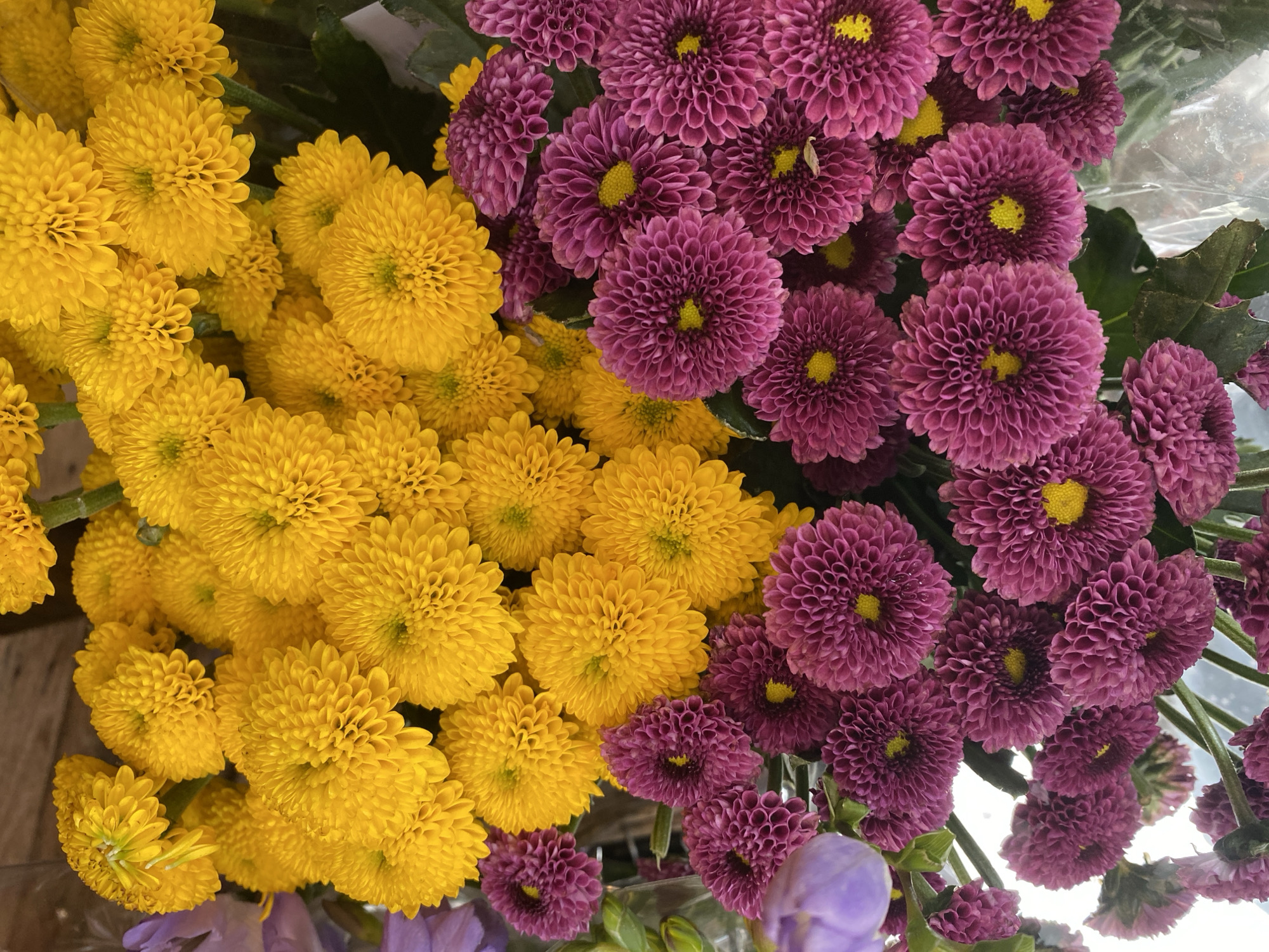 A close-up, top-down, vertical, full-frame shot captures a bouquet of chrysanthemums. The bouquet is divided into two main color sections: bright yellow flowers in the upper portion and deep pinkish-purple flowers in the lower portion. The yellow flowers are densely packed with numerous ray florets forming pom-pom like shapes. The purple flowers also have a similar densely packed, rounded form, with visible yellow centers. Some faint purple and green foliage is visible between the flowers. The background is out of focus, suggesting a market or florist setting, possibly in Herning, Denmark.