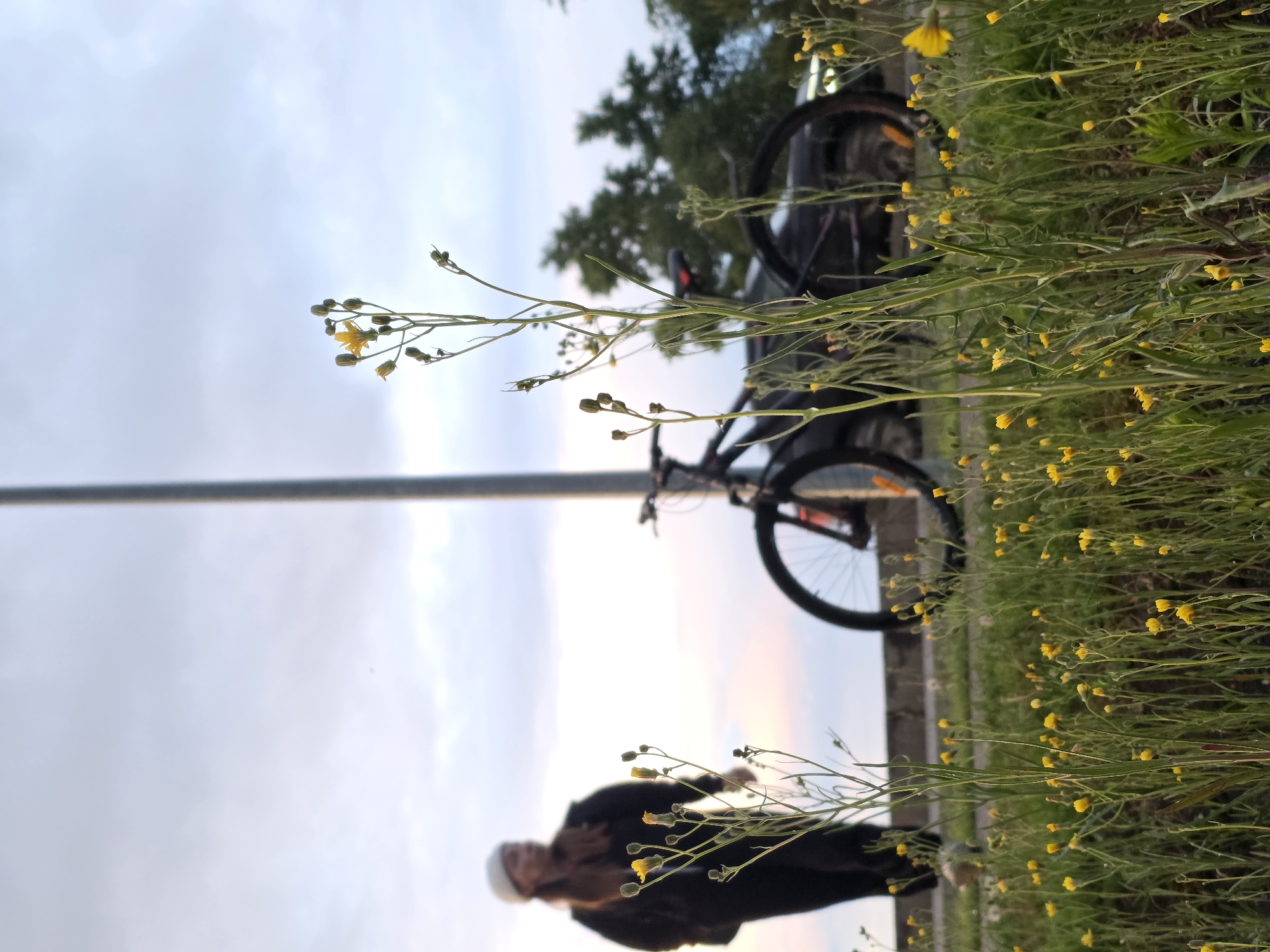 A portrait-oriented outdoor photograph captures a serene moment, likely at dawn or dusk, with a soft, diffused light. The foreground, occupying the lower half of the image, is filled with a dense growth of tall, slender green grass dotted with numerous small, bright yellow flowers, possibly dandelions. Several individual flower stalks extend upwards, leading the eye into the mid-ground.
In the middle ground, slightly out of focus, a person is visible on the left side, dressed in dark attire and a light-colored head covering, appearing to walk or stand. To their right, a bicycle, mostly black, is partially seen, parked or standing next to a tall, grey utility pole that stretches vertically through the frame. The front wheel and handlebars of the bicycle are discernible.
The background consists of a soft, cloudy sky, exhibiting shades of light blue and grey, with delicate hints of pink and orange near the horizon, confirming the early morning or late evening light. Dark green trees are visible in the upper left corner, behind the bicycle, adding depth to the scene. The overall atmosphere is quiet and somewhat muted, emphasizing the natural elements alongside human presence in what appears to be a grassy area bordering a path or road. No visible text is present. The setting evokes a peaceful moment in Chaikovsky, Russia.