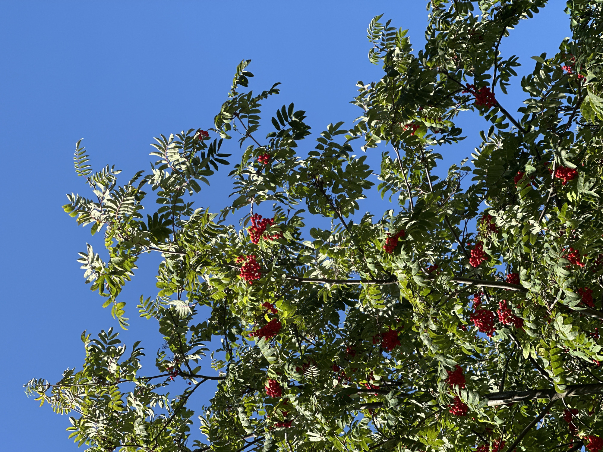 This is a vertical, medium shot of a rowan tree laden with bright red berries and green leaves, set against a clear, vibrant blue sky. The photo was taken outdoors, likely during the daytime, given the strong sunlight casting shadows and highlighting the textures of the foliage and fruit. The branches of the tree occupy most of the frame, with the blue sky visible in the upper right and upper left portions of the image. The rowan berries are clustered together in bright red bunches, appearing plump and ripe. The leaves are a mix of deep green and lighter, sunlit shades, some showing signs of autumnal change with hints of lighter green or yellow. The image does not contain any people or animals. The overall impression is one of natural beauty and the abundance of a seasonal harvest.