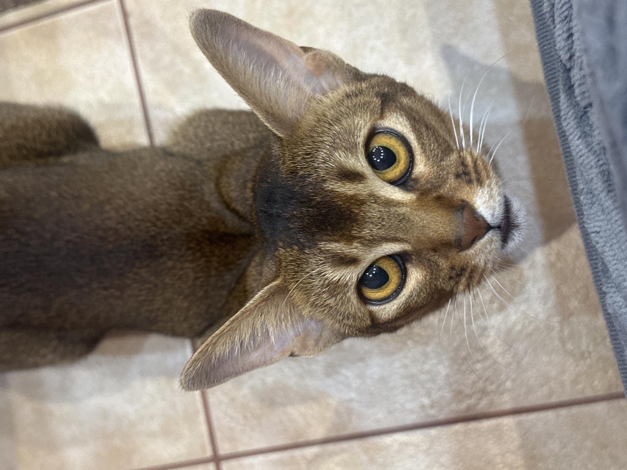 The image depicts an Abyssinian cat looking up at the camera. The cat has a brown ticked coat, large ears, and striking golden eyes. It is standing on a light brown tile floor with dark brown grout lines. The cat's gaze is direct, with a slight upward angle. Part of a gray object, potentially furniture, is visible on the right edge of the frame. There is no information available in the image itself to indicate a location in Neftekamsk, Russia or any specific city.