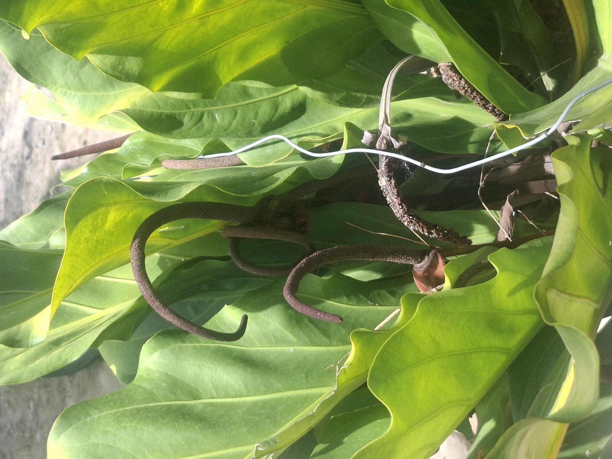 The image is a close-up, medium shot of several dark brown, spadix-like flower stalks emerging from bright green, waxy leaves of a tropical plant. The stalks are curved and textured, resembling a string of beads. One stalk in the foreground is bent into a hook shape, while another in the mid-ground is partially obscured by leaves. A thin white wire is visible, running diagonally across the frame, seemingly supporting or entwined with the plant. The background is out of focus, showing a rough, textured surface that could be a wall or ground, with muted tones of gray and beige. The lighting suggests an outdoor environment, with bright sunlight casting shadows and highlighting the glossy surfaces of the leaves. The overall impression is one of lush, natural growth, with the white wire introducing an artificial element. The specific location of Deah Pangwa, Indonesia, is not visually identifiable within the frame.