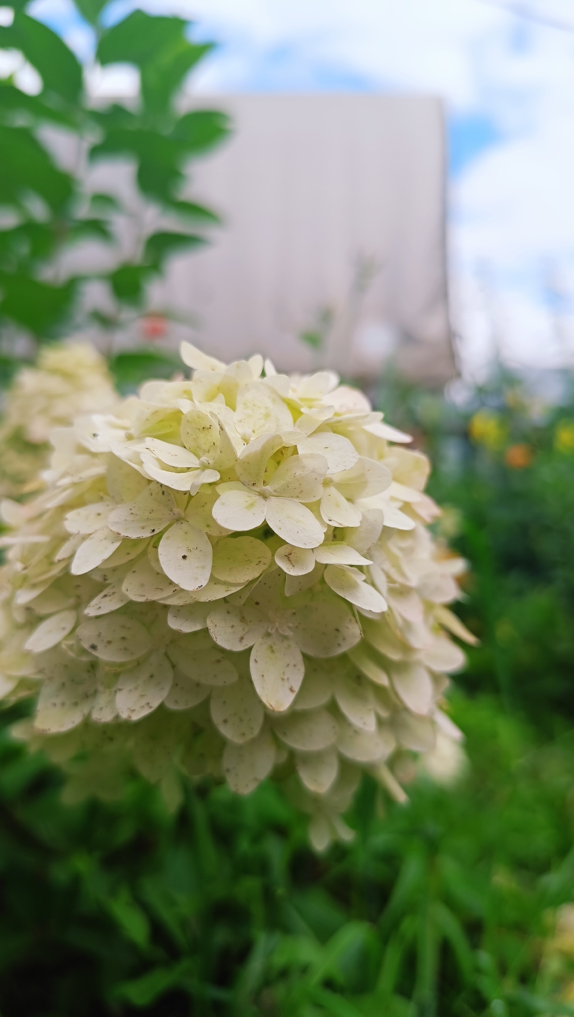 A close-up, shallow depth of field shot captures a cluster of creamy white hydrangea flowers, some showing subtle greenish hues and speckled with small brown dots. The flowers are tightly packed, forming a rounded inflorescence. To the left, blurred green foliage and a pale structure, possibly a building or wall, are visible against a softly blurred background of blue sky with white clouds. The lower portion of the image is dominated by out-of-focus green grass and other plants. The scene appears to be an outdoor garden setting. The location is identified as Karsha, Russia.