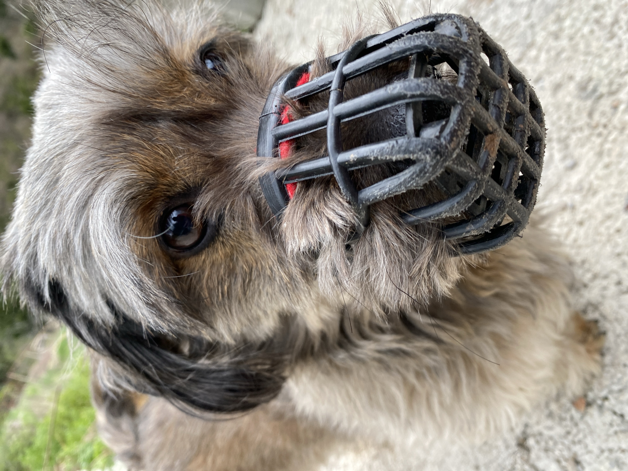 A close-up, high-angle shot depicts a small, terrier-type dog with a black plastic muzzle. The dog has grey and brown fur and dark eyes. The muzzle is cage-like, with red pads visible on the interior. The dog is on a light-colored, rough surface, which may be concrete. In the background, there are glimpses of green vegetation. The location is undetermined and there is no information available to indicate this image was taken in Budva, Montenegro.
