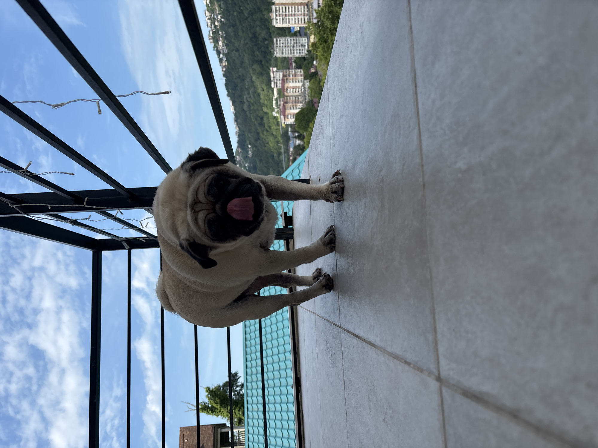 The image depicts a pug standing on a tiled balcony in Sochi, Russia, with a view of the city and mountains in the background. The pug is facing the camera with its tongue out. The balcony has a black railing adorned with string lights. In the distance, buildings of varying sizes and colors are visible against a backdrop of lush green hills. The sky is blue with scattered clouds. A turquoise-tiled roof of a building is visible on the left side of the image. The tiled floor of the balcony is light gray.