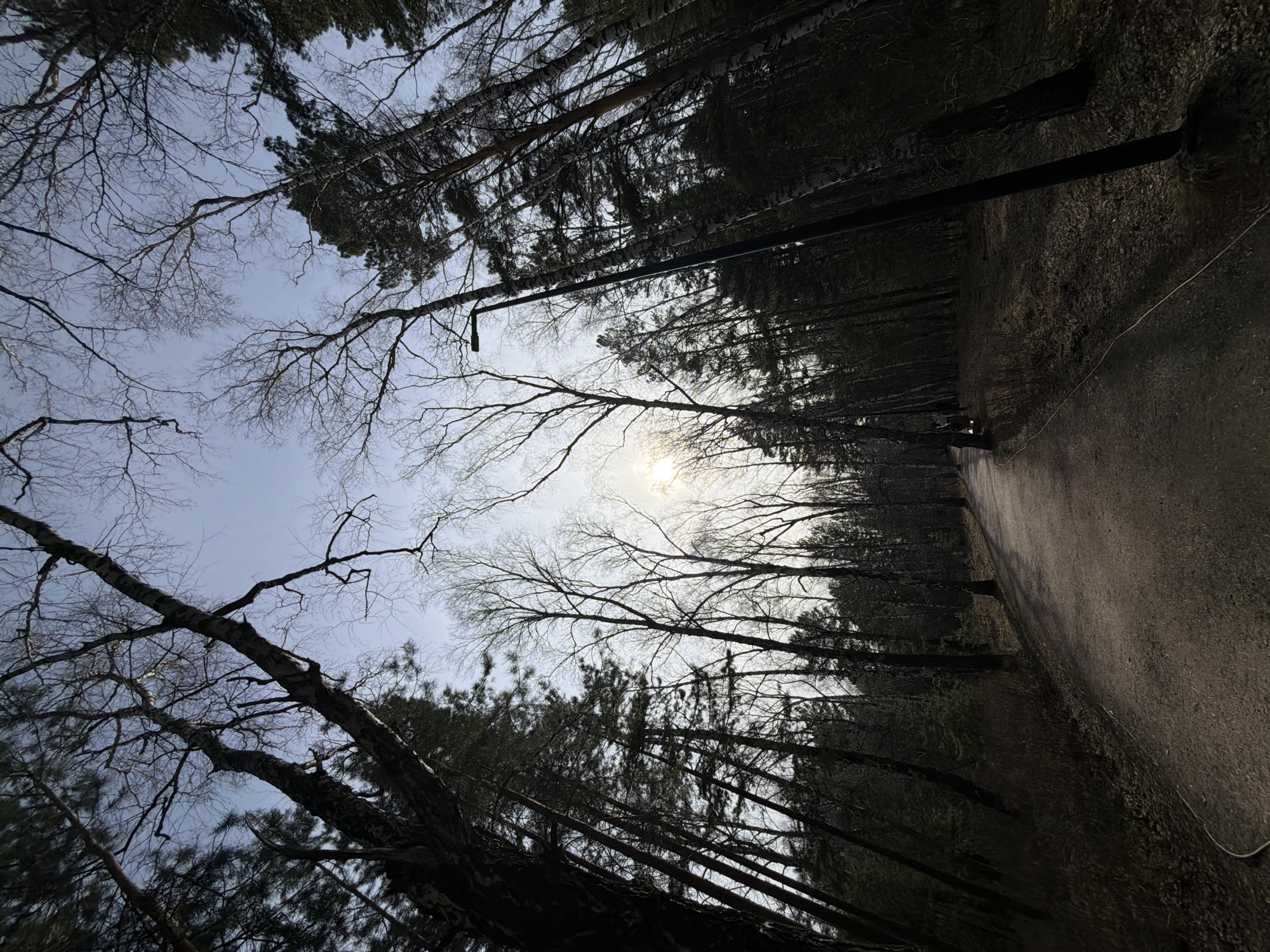 This is an outdoor shot of a path through a wooded area, likely taken in the city of Krasnoyarsk, Russia. The path, composed of asphalt, stretches through the center of the image and appears to be gently curving into the distance. Trees line both sides of the path, with many bare tree branches visible against a cloudy sky. In the distance, a silhouette of a person is walking. A powerline is strung between poles in the center of the image. The perspective is angled upwards towards the sky, and the photo appears to have been rotated slightly.