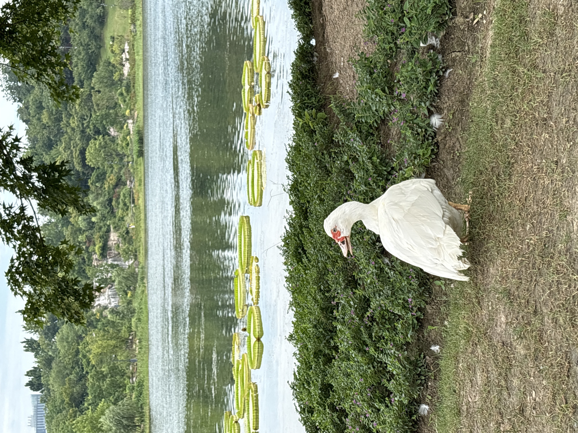 A white Muscovy duck stands on the grassy bank of a lake, facing right, with its head turned to look towards the camera. The duck is mostly white with red caruncles around its eyes and beak. It is positioned in the foreground, partially obscuring a dense green shrubbery border. The lake behind the duck is dotted with large, flat, green lily pads. In the background, a lush, tree-covered hillside rises, with a small waterfall cascading down rocks. A few buildings are visible in the distance on the top left of the frame, which suggests an urban park setting within Pudong, China. The sky is overcast.