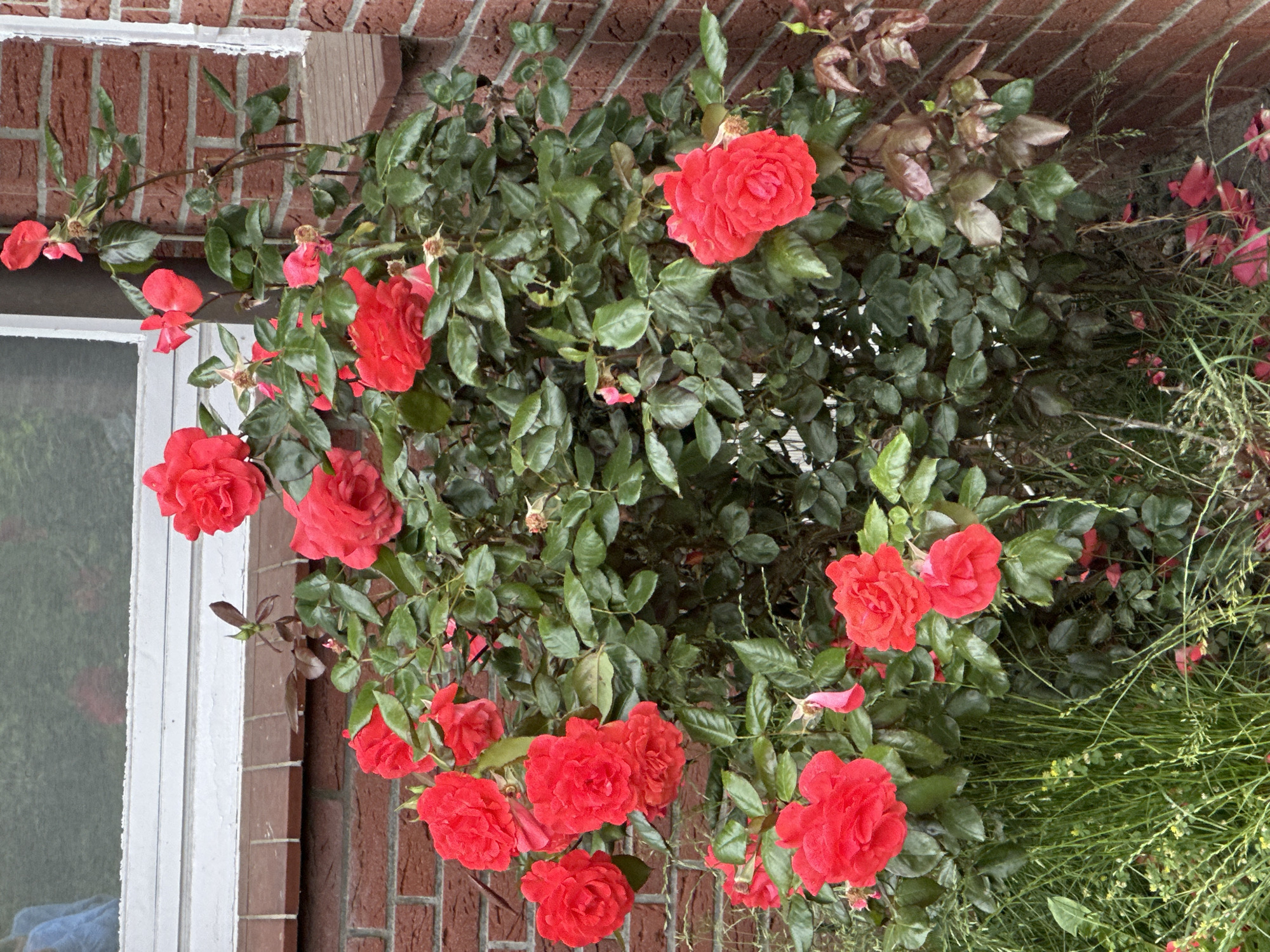 This image displays a robust rose bush bearing numerous vibrant red roses, situated against the exterior wall of a residential structure in Deinste, Germany. The bush exhibits dense green foliage with roses in various stages of bloom, some fully open, others showing early signs of senescence. Several red rose petals are scattered on the ground below the bush. The building's exterior is constructed of reddish-brown brick. Above the rose bush, a white-framed window is visible, set into the brickwork, with the window glass reflecting diffuse light. To the right, a narrow brown ledge is affixed to the brick wall. The ground beneath the rose bush is covered with green grass and weeds. The scene is illuminated by ambient light, indicating an overcast condition.