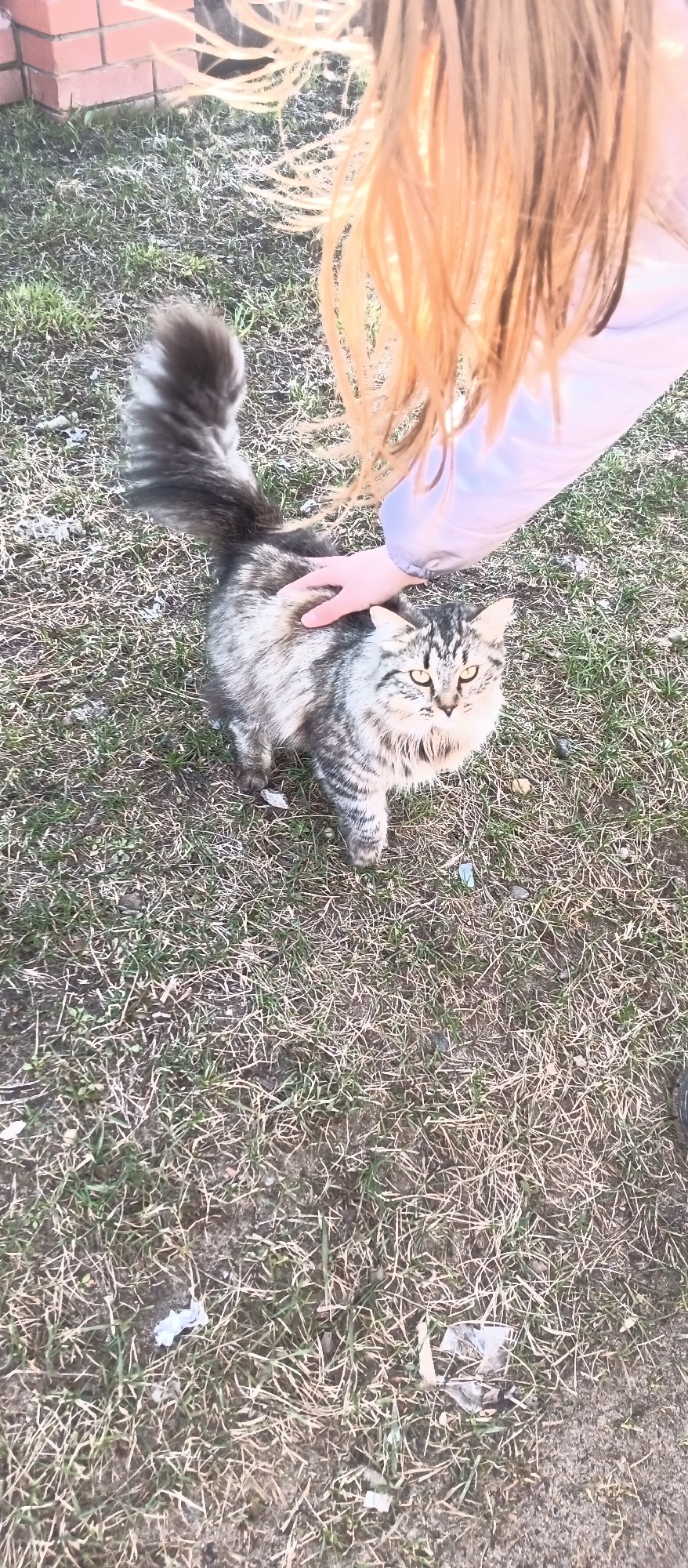 A medium shot captures a long-haired, gray and white tabby cat being petted by a person. The person, partially visible, has fair skin, a light-colored jacket, and long, reddish-blonde hair obscuring their face. The cat stands on a patchy lawn of mixed green and dry grass. To the bottom right corner of the image, part of a black shoe is visible. A red brick wall appears in the background at the upper left. The location is Unknown, Unknown.