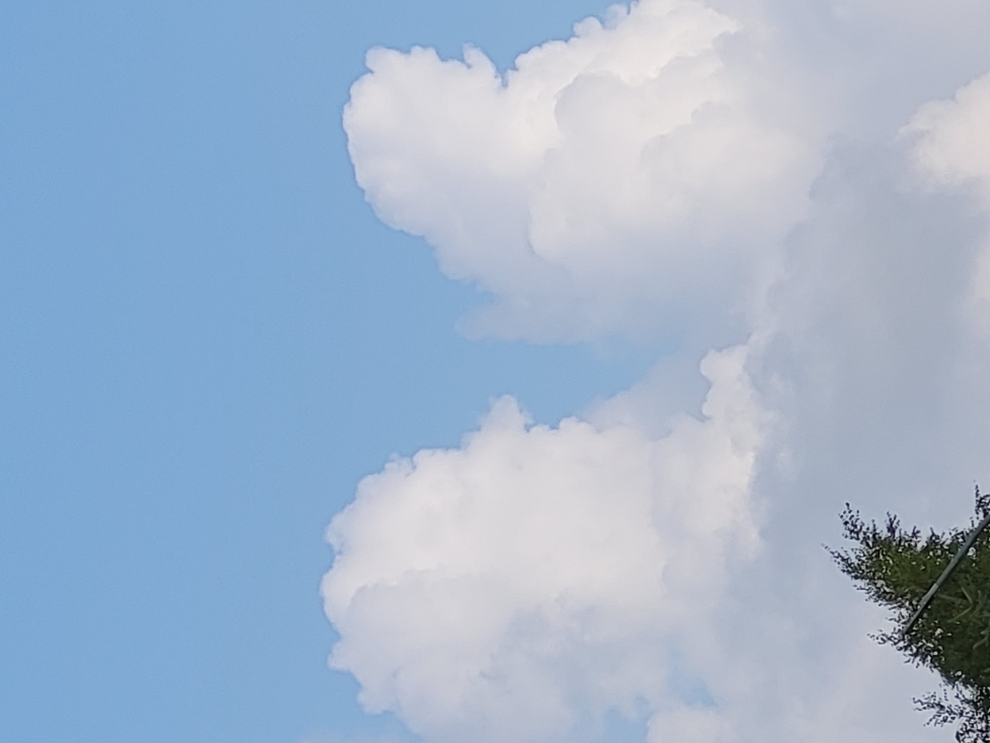 The image depicts a bright blue sky with fluffy white clouds. Two prominent clouds on the right side of the frame appear to resemble profiles of faces, facing each other. A portion of a green tree with some branches extending upwards is visible in the bottom left corner of the image. The scene is captured outdoors, likely during daylight hours, under a clear sky with scattered cloud formations. There are no people, animals, or man-made structures clearly identifiable in the image besides the tree. The overall atmosphere is serene and natural, showcasing a cloud formation with pareidolic facial features. The location is Ozolnieki, Latvia.
