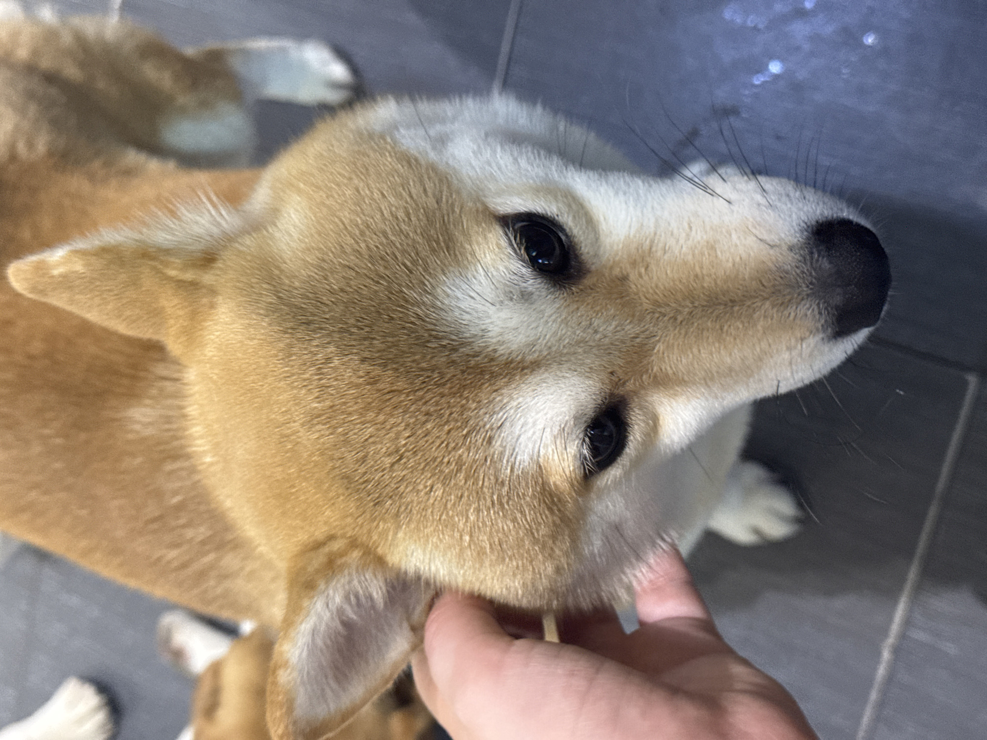An upward-angle, close-up shot captures a dog being petted by a human hand. The dog, a Shiba Inu, has golden-brown fur with white markings on its face, chest, and paws. Its ears are perked, and its dark eyes are looking forward. The dog's nose is black and appears wet. The human hand, with visible fingers, is gently touching the dog's head near its ear. The background is a dark gray tiled floor, with some white paw prints and a hint of another dog visible in the upper left corner. The lighting is natural and casts soft shadows. The image does not provide any information about the city or specific location.