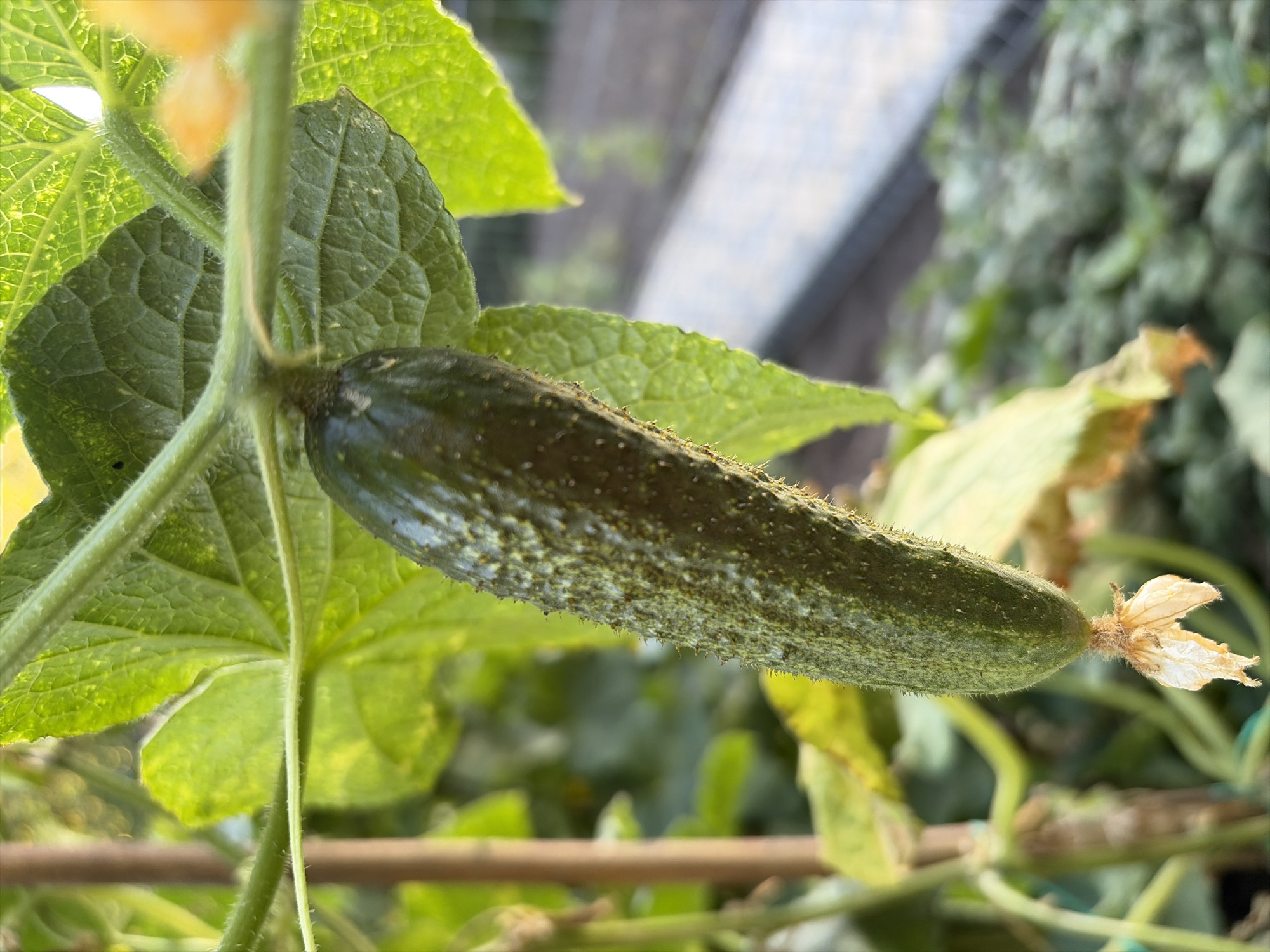 A single, immature cucumber hangs from a vine, its green skin covered in small, prickly bumps. The cucumber is suspended beneath a large, veined green leaf, which is illuminated by soft, natural light, suggesting it is outdoors. A thin, dried flower, likely the remnant of the cucumber's blossom, dangles from the cucumber's tip. The background is blurred, with hints of other green foliage and what appears to be a garden bed or raised planter. A wooden stake is visible to the left, supporting the vine. The overall scene depicts a plant in a naturalistic setting. The location is identified as Oxentea, Moldova.