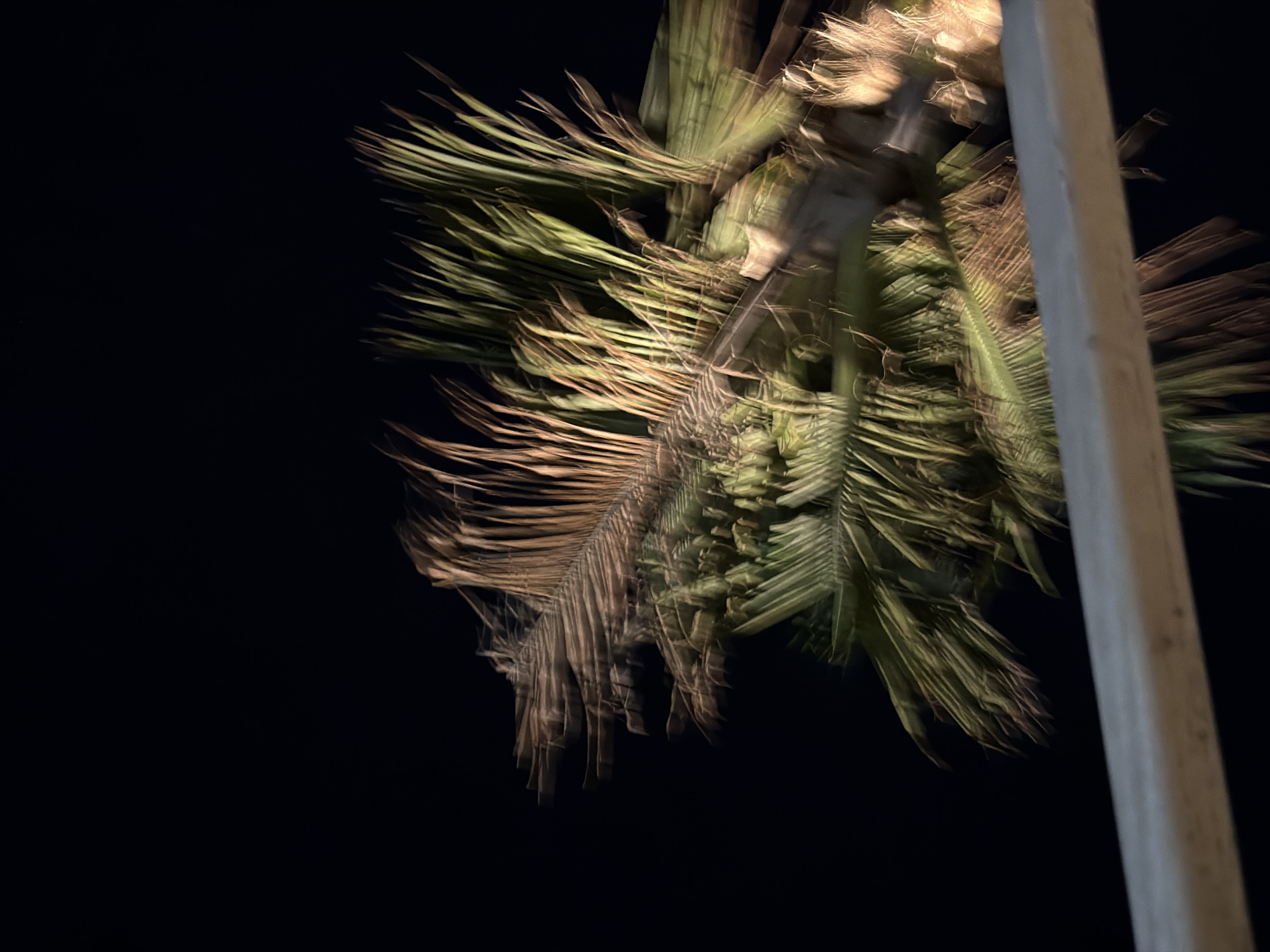 The image presents a dynamic, upward-angled view of a palm tree at night, likely in Đà Nẵng, Vietnam. The majority of the frame is dominated by the palm's fronds, which are depicted with significant motion blur, suggesting movement due to wind or camera shake during a longer exposure.
The fronds display a range of colors, from vibrant green to dried, brownish hues, particularly in the lower and left sections. An unseen light source, possibly an artificial lamp, illuminates parts of the tree from above and to the right, casting warm, yellowish highlights on the upper fronds and trunk. A light-colored, vertical pole or column runs along the far right edge of the composition.
The background is an inky black, indicating the dark of night. The motion blur creates an abstract and energetic quality, transforming the individual fronds into streaks of color and light against the dark sky. No people, specific events, or visible text are present in the image. The setting is clearly an outdoor, tropical environment at night.
