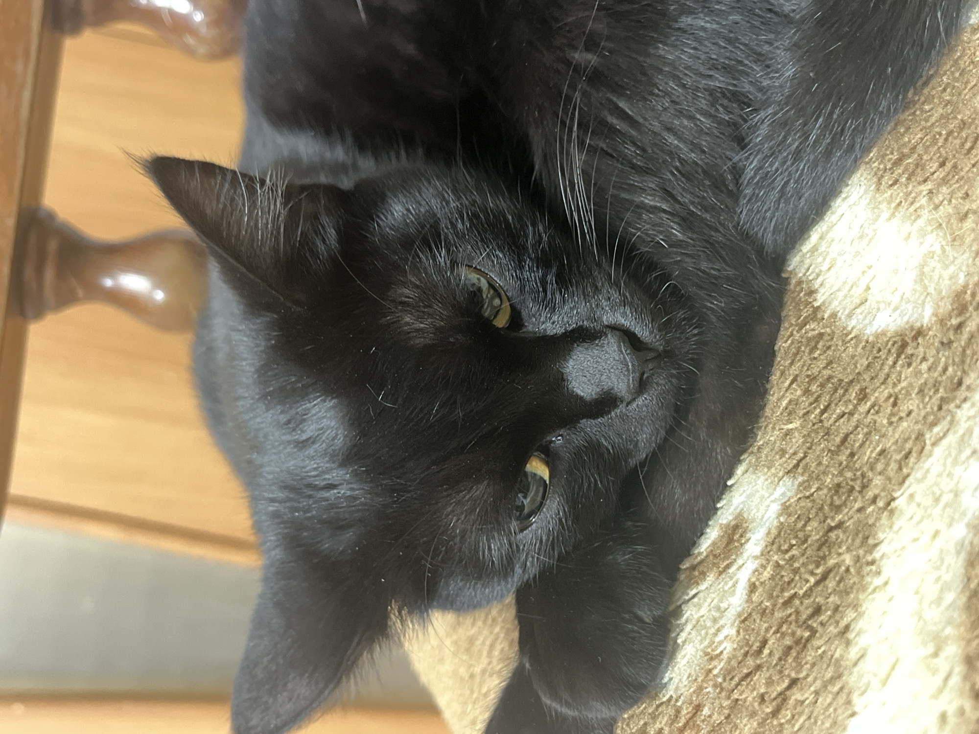 A close-up shot of a black cat lying on a beige patterned blanket, likely resting on a chair. The cat is facing the camera with its head tilted. Its eyes are partially open, revealing yellowish-green irises. The cat's fur is glossy and black. A section of a wooden chair is visible in the upper left corner of the frame. The location is unknown, so it is not possible to confirm the location in the city of Chaikovsky, Russia.