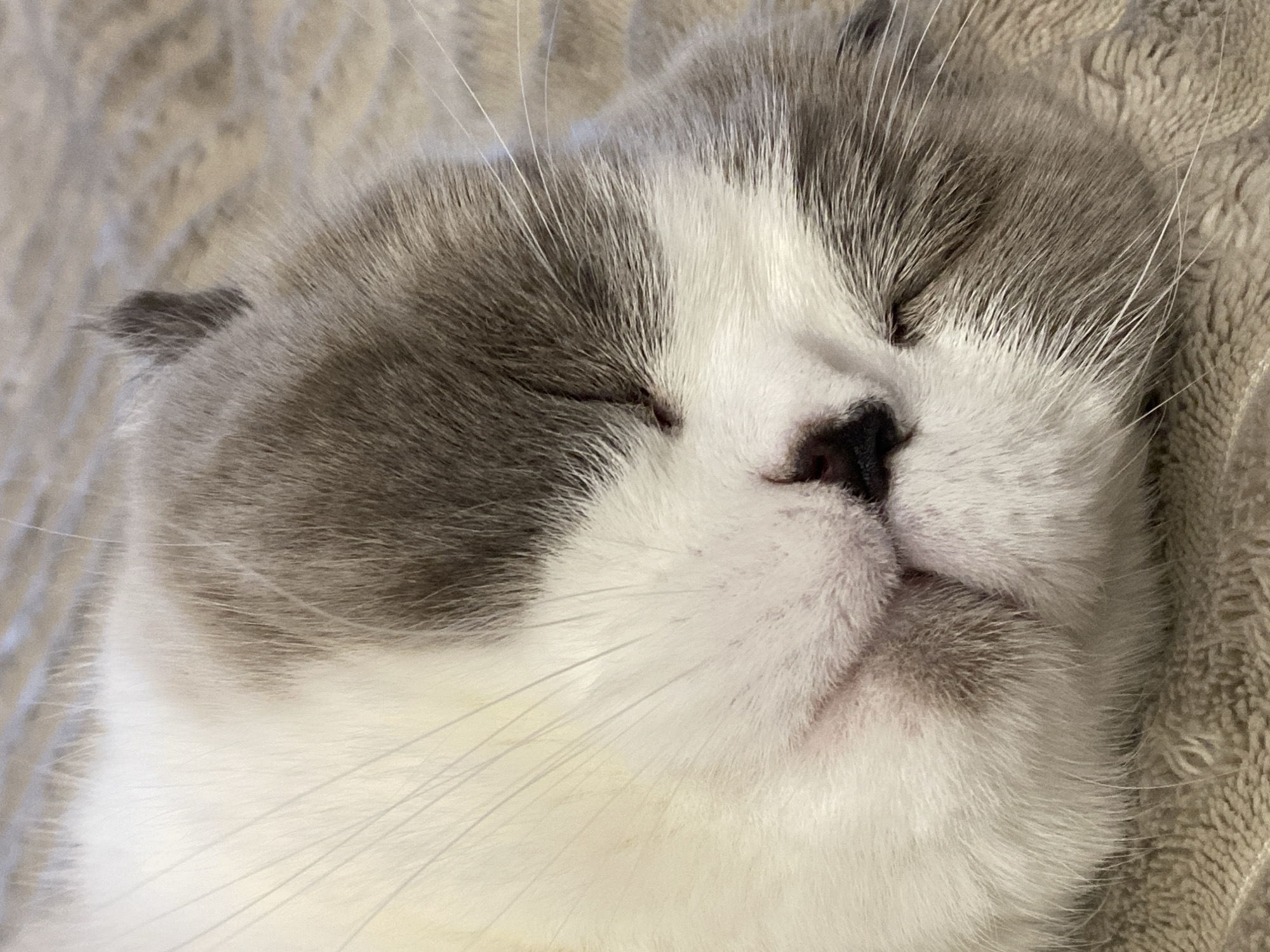 A close-up, overhead shot captures the peaceful face of a sleeping cat. The cat has a white face with patches of grey fur on its head and ears. Its eyes are closed, and its nose is dark. Long, white whiskers extend outwards from its muzzle. The cat appears to be resting on a textured, beige surface, possibly a blanket or fabric. The lighting is soft, suggesting an indoor setting, and the overall mood is one of tranquility and rest. There is no visible text in the image, and no specific time of day or weather conditions can be determined. The location context of Novokuznetsk, Russia, is external information and not discernible from the image itself.