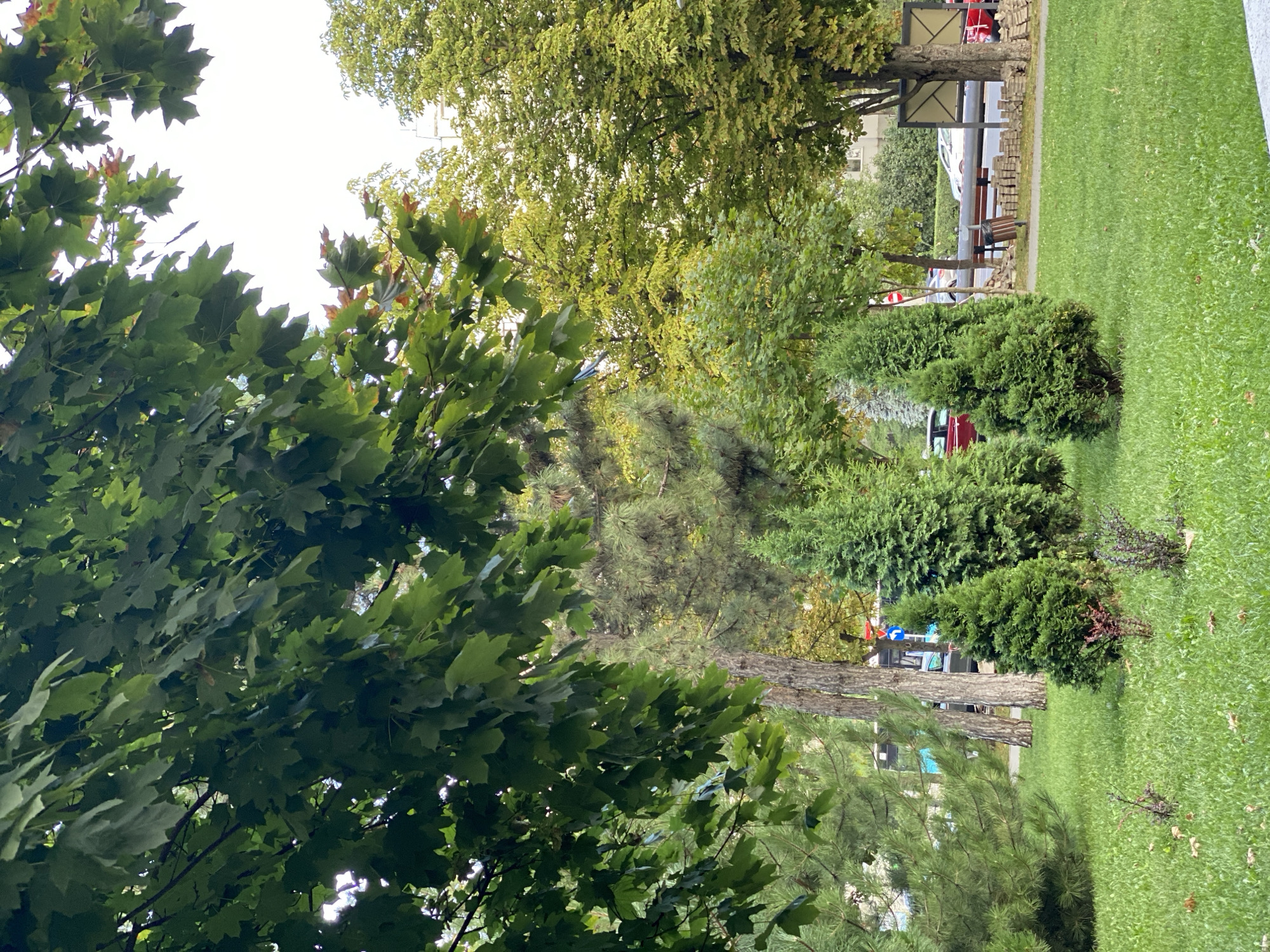 The image depicts a park setting with lush green grass in the foreground, dotted with fallen leaves and small, sparse bushes. Several coniferous trees, varying in size and shape, are strategically placed on the lawn. Behind them, a line of deciduous trees with vibrant green foliage creates a backdrop. Further in the distance, a bus and several cars are visible on a road, suggesting an urban environment. The presence of a bench and some stacked paving stones near the road indicate ongoing or recent park maintenance. The architecture of buildings can be glimpsed through the trees, consistent with a city park in Chișinău, Moldova. The overall atmosphere is tranquil and natural, with the sounds of urban life faintly present.