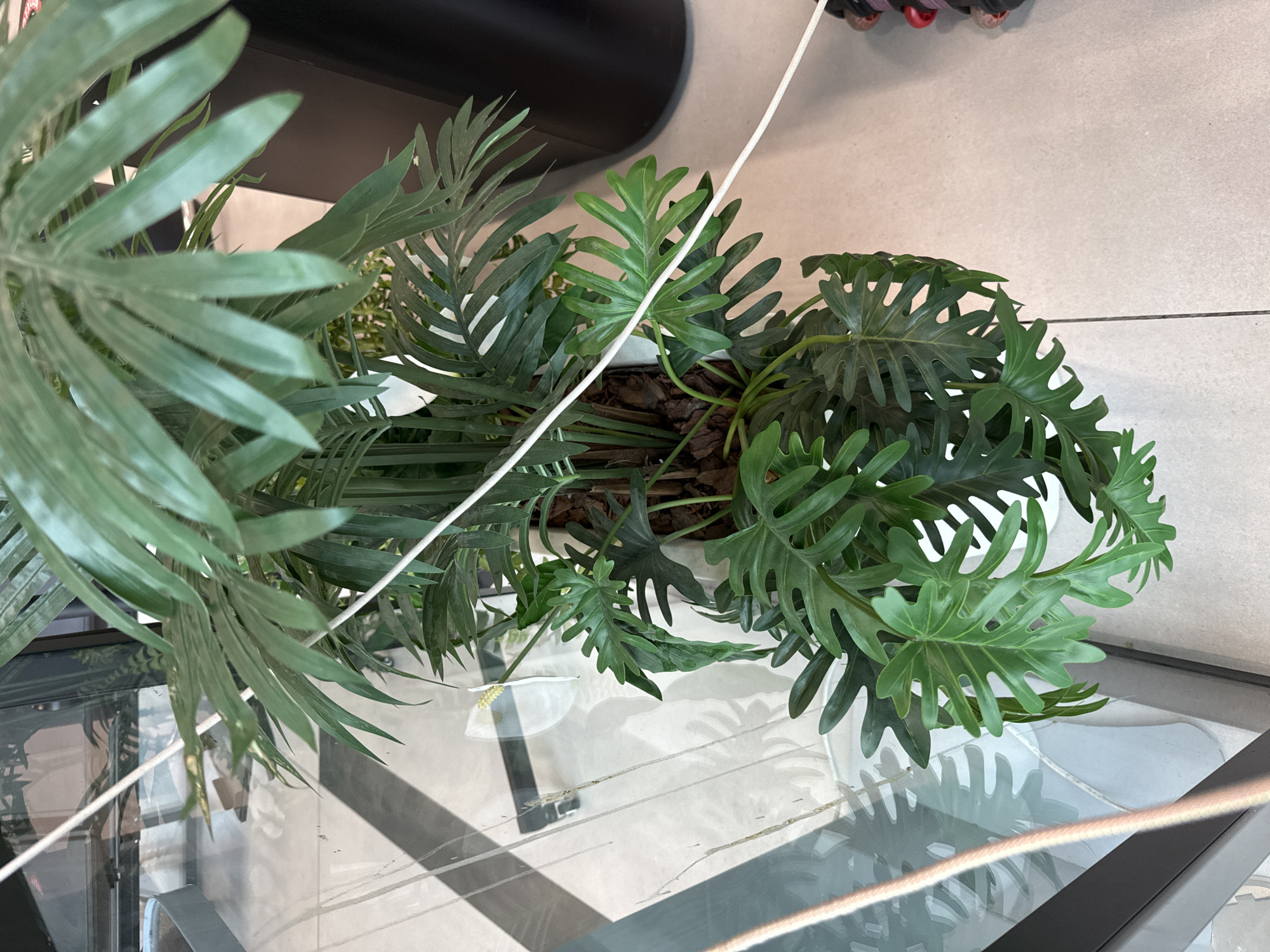 The image shows a close-up, overhead view of a large, leafy green plant in a white pot. The plant has deeply lobed leaves and appears to be an indoor ornamental plant. Two white cords run diagonally across the image, partially obscuring the plant. In the background, a reflection on a glass surface reveals a pale floor with geometric patterns and diagonal lines, possibly from lighting. To the right, a portion of a dark, cylindrical object and a colorful beaded item are visible. The scene is well-lit, with shadows cast on the floor. The location is stated to be in the city of Ob, Russia, but there are no specific elements in the image that definitively confirm this geographical context. The image is a still photograph and depicts no actions or interactions.