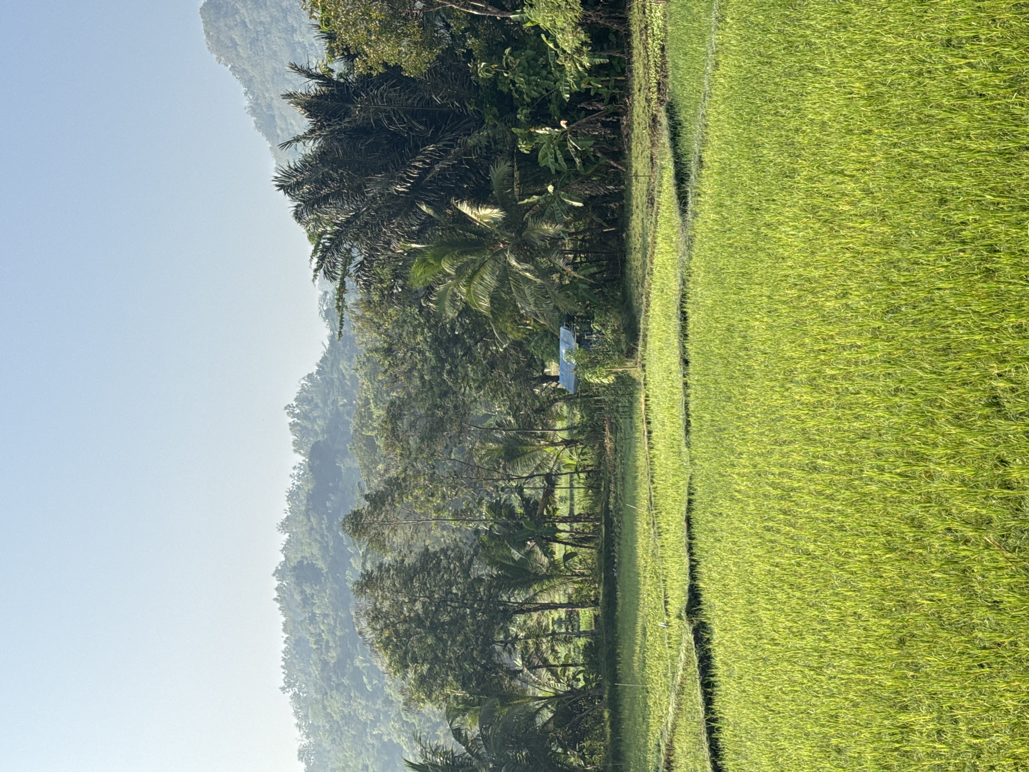 The image depicts a lush, green rice field in the early morning light, likely located in or around Alian, Indonesia. The foreground is dominated by the vibrant, young rice stalks, neatly arranged in terraced paddies. A narrow pathway, darker in color, separates sections of the field, hinting at the agricultural practices of the region.
In the mid-ground, a dense line of tropical trees and palm trees forms a verdant backdrop. Among the foliage, a small, rudimentary structure with a blue roof is visible, possibly a shelter or storage shed for farm equipment. Beyond this line of trees, rolling hills covered in dense vegetation recede into the distance, culminating in hazy mountains under a clear, pale blue sky. The overall impression is one of serene, rural tranquility and abundant nature. There are no people or animals visible in the frame. The lighting suggests a cool, early morning atmosphere, with the sun beginning to illuminate the landscape.
