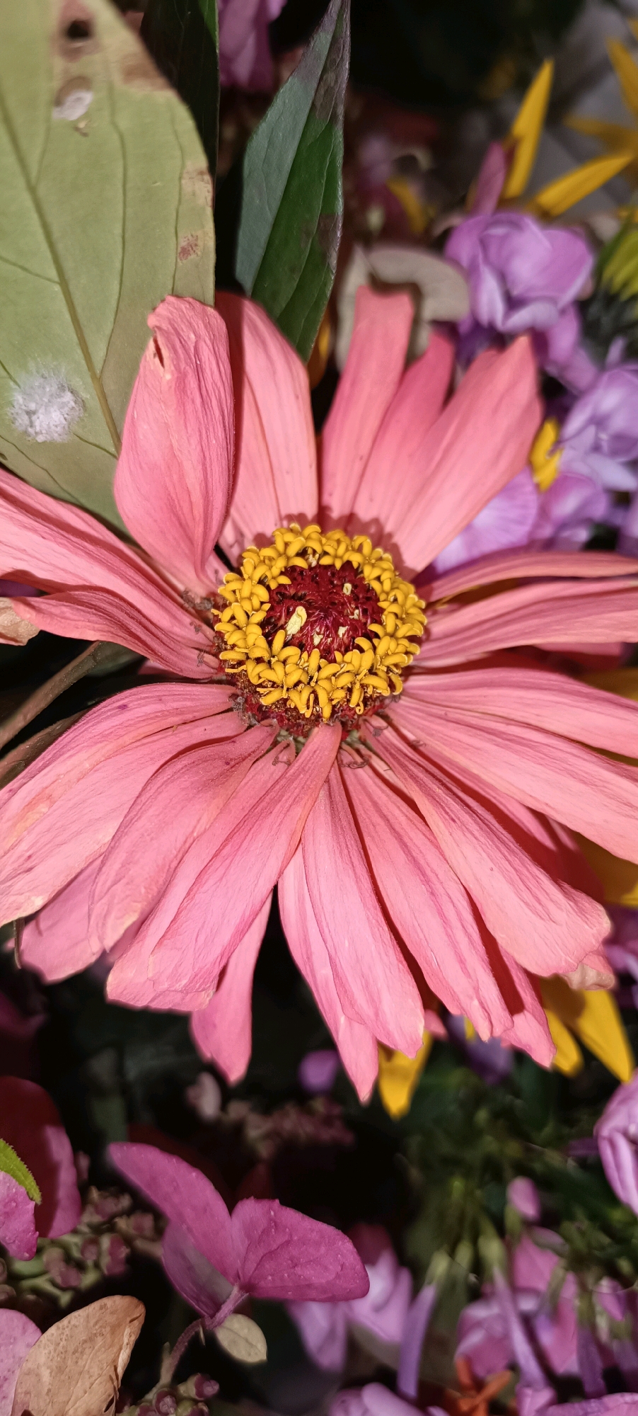 A close-up, low-angle shot of a large, pink zinnia flower dominates the foreground of the image. The flower's petals are slightly wilted, with a textured surface. The center of the flower features a dense cluster of yellow stamens surrounding a dark red, fuzzy pistil. To the left of the zinnia, a large, pale green leaf with brown spots and white fuzzy patches is visible, along with a dark green leaf. In the background, out-of-focus purple and yellow flowers are present, creating a soft bokeh effect. The overall lighting is dim, with a spotlight effect highlighting the zinnia. The image is an outdoor scene, possibly a garden or park, in the city of Chaikovsky, Russia. No people or animals are visible in the image.