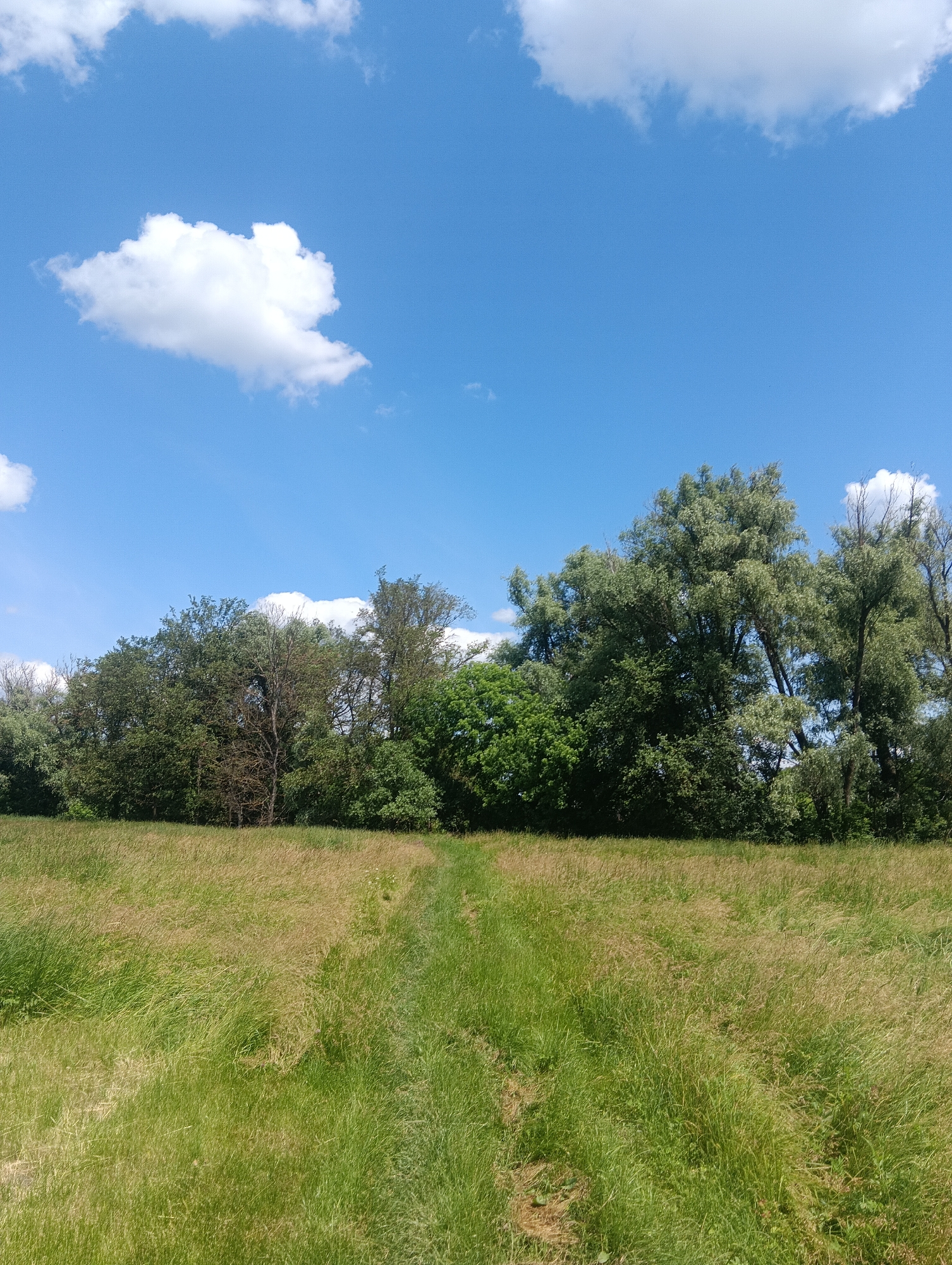 This is a vertical, medium-shot, outdoor photograph of a grassy field leading up to a dense line of trees under a bright blue sky with scattered white clouds. The foreground is dominated by a field of tall, green and brown grass, with a visible dirt path winding through it. The middle ground features a thick, verdant line of trees and foliage, with some bare branches of a dead tree visible amongst the green. The background is a clear blue sky with a few fluffy white clouds, one prominent cloud in the upper left quadrant. The lighting suggests a sunny day. There are no people or animals visible in the image. The scene appears to be a natural landscape, possibly a park or a rural area, with no man-made structures apparent.