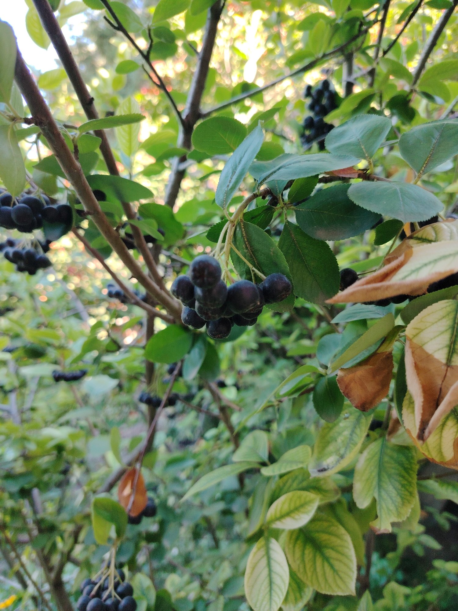 The image is a close-up shot of a branch on a bush, laden with dark, round berries and green leaves. The berries appear to be chokeberries or a similar fruit, growing in clusters. Some of the leaves show signs of autumnal change, with patches of yellow and brown. The background is a blur of green foliage and dappled sunlight, suggesting an outdoor setting. The scene is consistent with a garden or park in Astana, Kazakhstan, during the late summer or early autumn. There are no people or animals visible in the image. The focus is on the natural elements of the bush and its fruit.