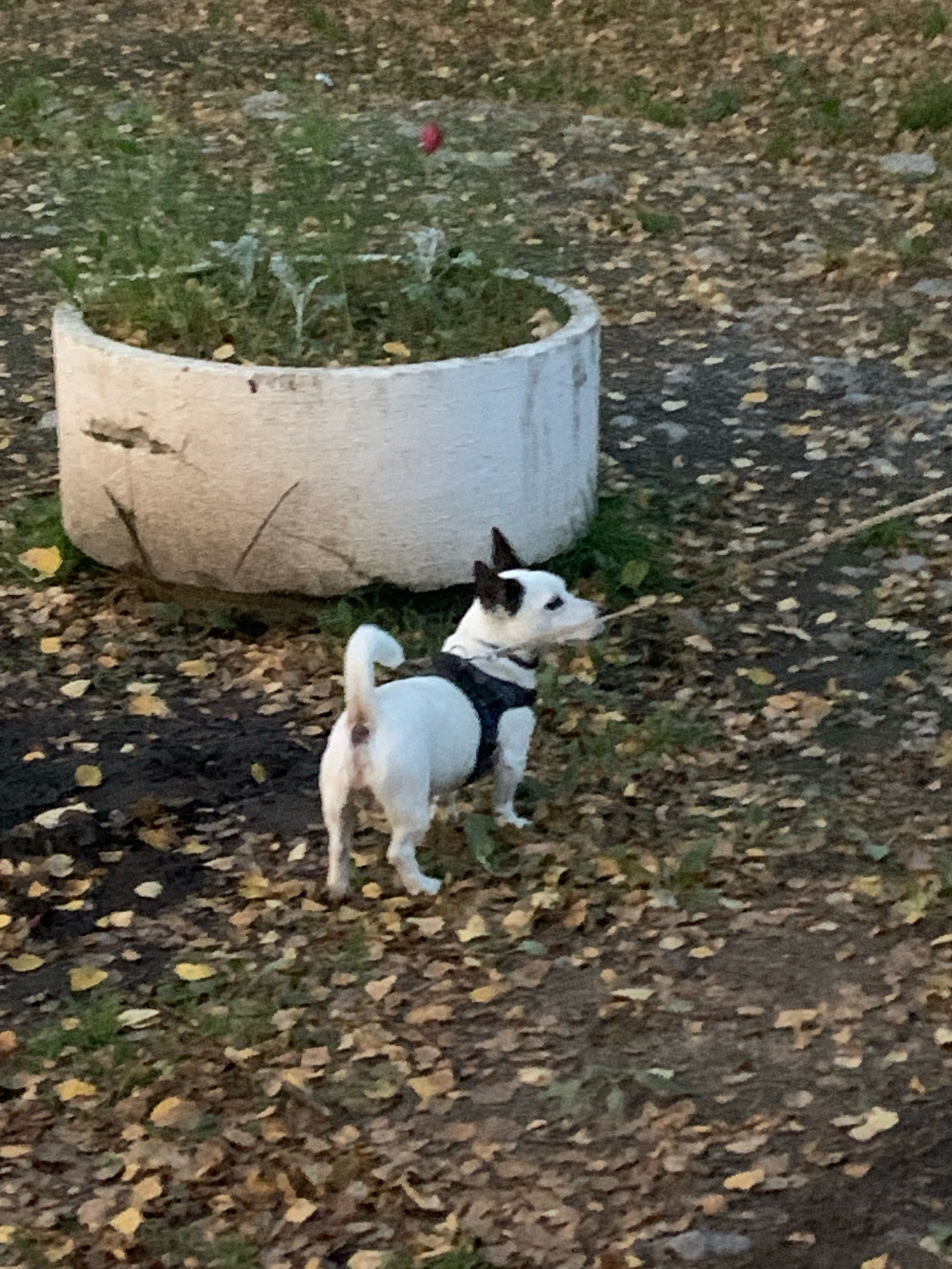 A small, white and black Jack Russell Terrier wearing a dark harness stands on leaf-covered ground next to a concrete planter. The dog is facing to the right and appears to be holding a thin stick or leash in its mouth. The planter, which is cracked and weathered, contains sparse green vegetation and a single red flower. The ground is covered in fallen autumn leaves of varying shades of yellow and brown, interspersed with patches of green grass. The scene is outdoors, likely in a park or yard, and the lighting suggests it is either early morning or late afternoon. There are no visible people in the image. This scene is located in Katunino, Russia.