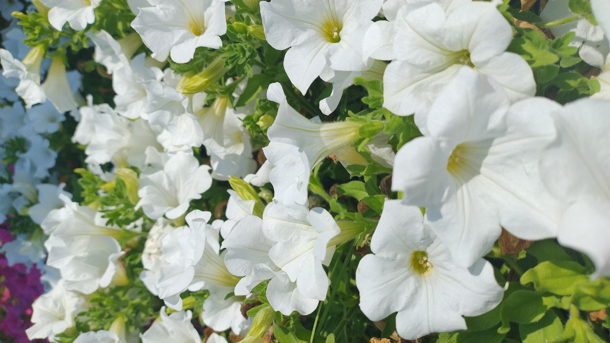 This is a close-up, vertical shot of a dense bed of white petunias in bloom. The flowers are predominantly white, with some hints of yellow in their throats. Their trumpet-shaped blooms are open and facing various directions, creating a layered and textured appearance. Green foliage is visible throughout the arrangement, providing a lush backdrop. In the upper left corner, a few blurred flowers of magenta and purple can be seen, suggesting a larger planting of mixed colors. The lighting suggests a sunny day, with some shadows cast by the petals. The image captures a natural, outdoor setting, likely a garden or park, possibly in Perea, Greece, given the context. There are no people or animals visible in the frame.