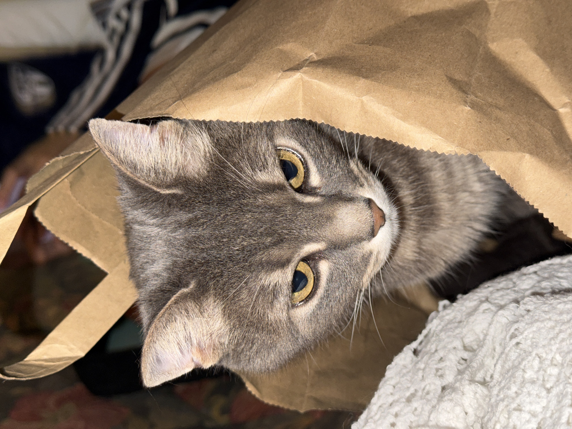 A gray tabby cat with yellow eyes peeks out from inside a brown paper bag. The cat's head is tilted, and it is looking directly at the camera. Parts of a white crocheted blanket and patterned material are visible on either side of the bag. The setting or location is not visible.