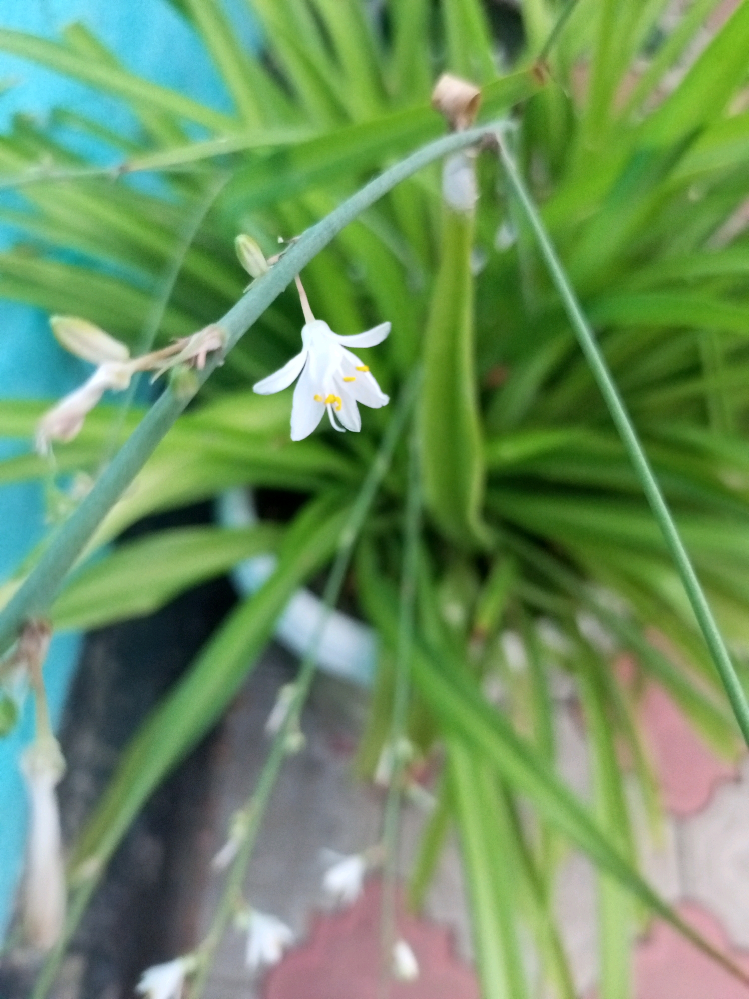 A close-up shot focuses on a delicate white flower with yellow stamens blooming on a thin green stem. The flower is positioned to the right of the stem, with its petals spread open. Behind the flower, a dense cluster of long, slender green leaves creates a blurred backdrop. The leaves are vibrant and appear healthy. To the left of the stem, another small, closed bud is visible, also on the same thin stem. The background features a teal-colored surface on the left and a mosaic of pink and gray tiles on the bottom right, suggesting an outdoor setting. The overall impression is one of natural beauty and growth.
