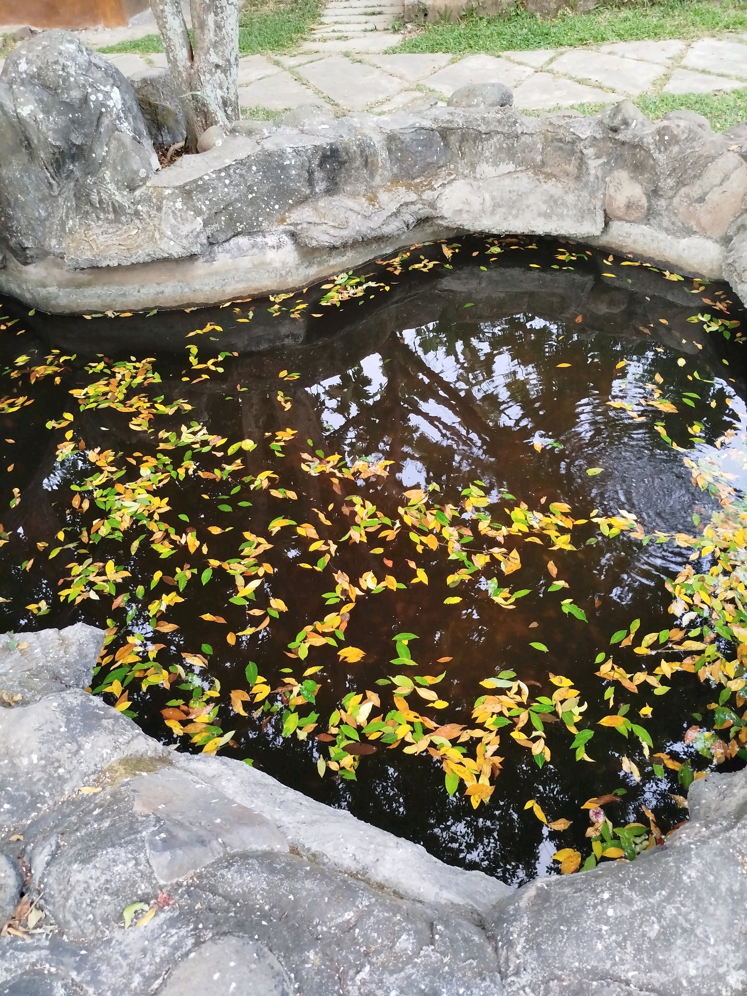The image shows a pond filled with dark water, upon which numerous fallen leaves are floating. The leaves are predominantly yellow and green, with some appearing brown. The pond is bordered by large, irregularly shaped rocks, some of which are covered in moss or lichen. In the background, there are stone pavers and green grass, suggesting an outdoor setting, likely a garden or park. The water's surface reflects the surrounding trees and sky, creating a dappled effect. There are no people visible in the image. The scene captures a moment of natural decay, with autumn foliage accumulating in the water. This scene is located in Bugangin, Indonesia.