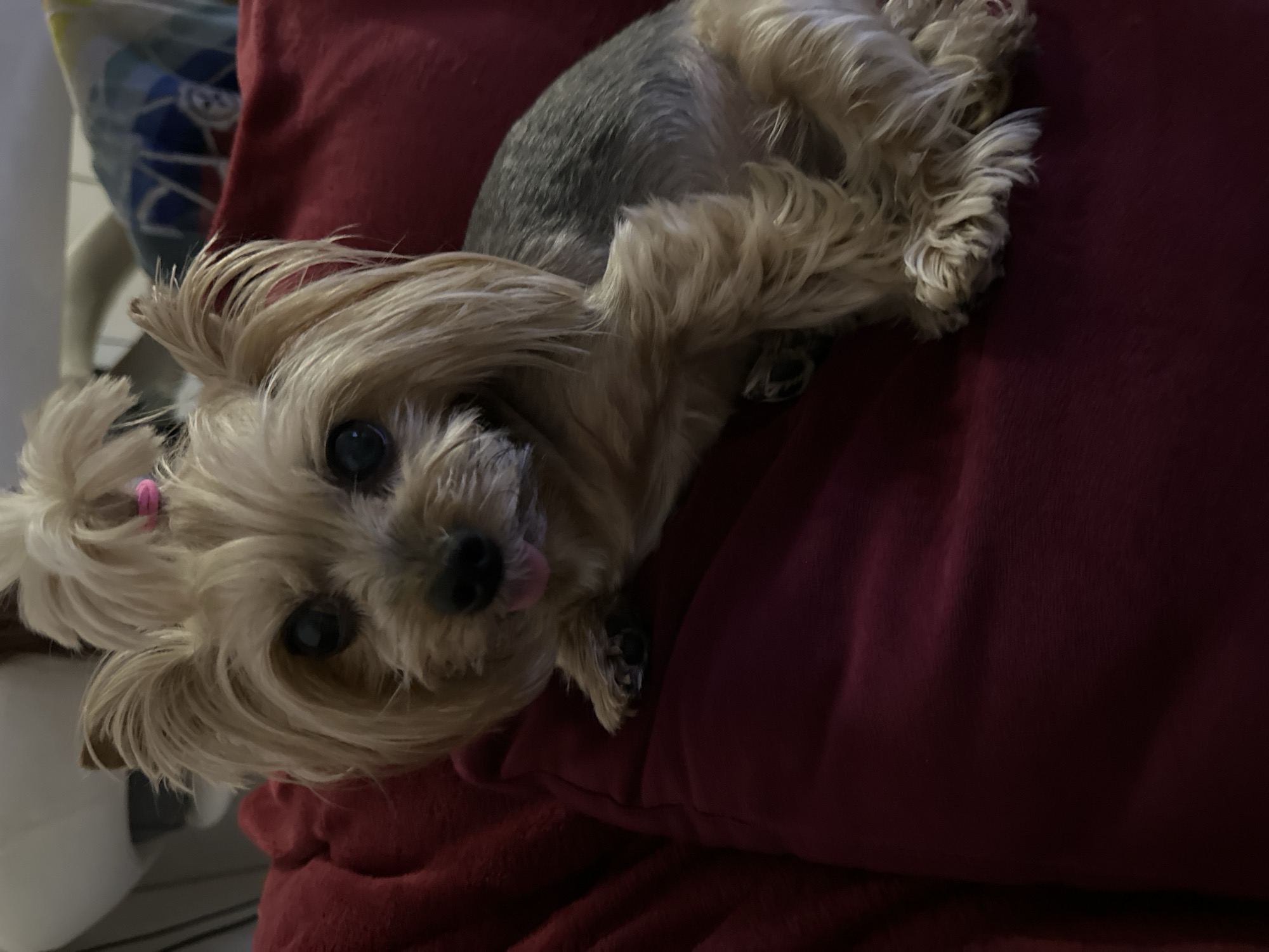 A small Yorkie dog lies on a red pillow. The dog has light brown hair on its head and a pink hair tie, with a gray body. The dog's tongue is slightly sticking out. The environment is indoors. The location is not specified in the image and therefore cannot be determined as Sofia, Bulgaria.