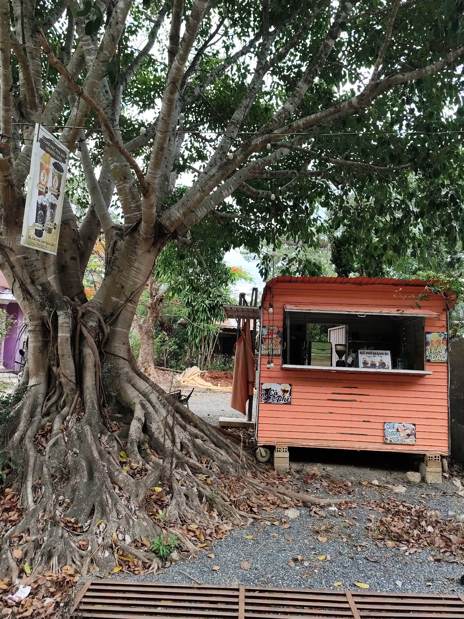 A photograph shows a coffee stand situated next to a large tree in what seems to be Da Lat, Vietnam. The coffee stand is a small, orange, rectangular structure with a serving window. Signs advertising coffee and tea are affixed to the stand's exterior. A coffee grinder and other items are visible inside the stand. The tree next to the stand has a thick trunk and extensive root system, covered with fallen leaves. A sign hangs from one of the tree branches, written in Vietnamese. The ground around the stand is covered in gravel and fallen leaves. There is a metal grate in the foreground. A few other trees and foliage are visible in the background.