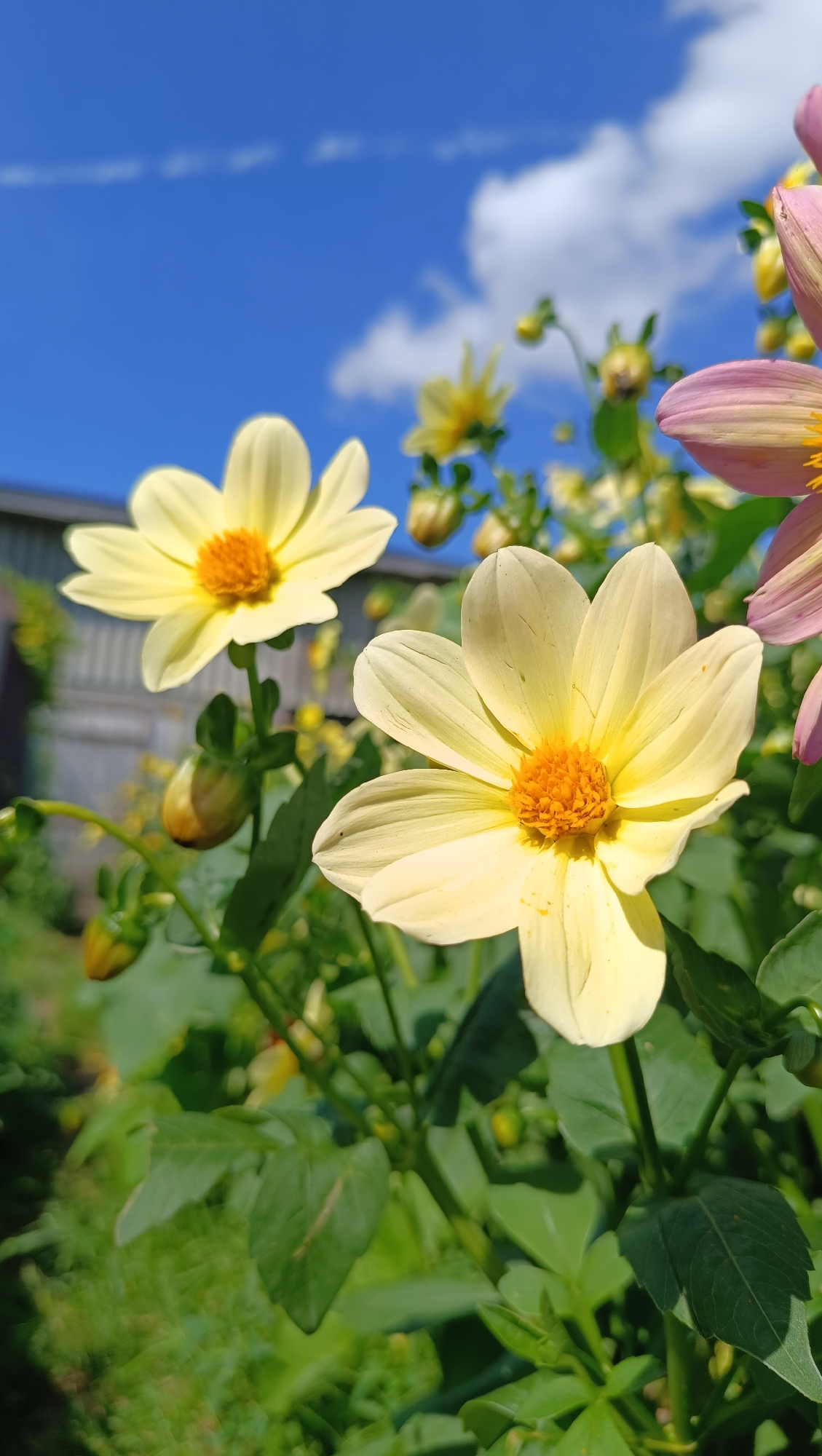 This is a close-up, low-angle, eye-level shot of yellow and pink dahlias blooming outdoors under a bright blue sky with scattered white clouds. The foreground features two prominent yellow dahlias, one in sharp focus and the other slightly softer, both displaying their vibrant orange centers and delicate petals. To the right, the edge of a pink dahlia is visible. Lush green foliage and unopened buds surround the flowers, creating a dense, natural setting. In the background, out of focus, is a wooden fence and more greenery. The lighting suggests it is a sunny day. The image is a photograph taken in the city of Karsha, Russia.