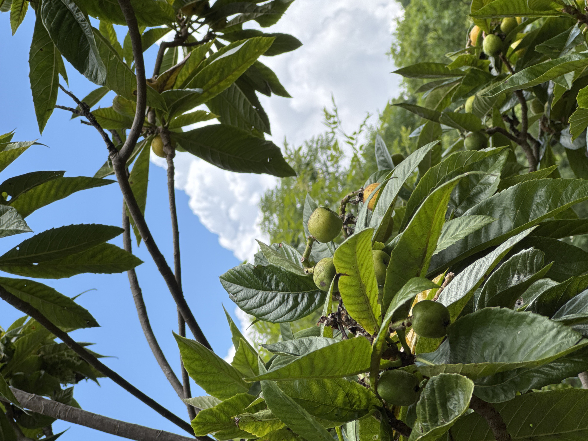 A low-angle, full shot captures a branch of a loquat tree against a bright blue sky with scattered white clouds. Several small, green loquats are visible, some clustered together, others hanging individually from the branches. Large, dark green leaves with prominent veins fill the foreground and midground, creating a dense canopy. The branches themselves are dark brown and woody. In the background, out-of-focus greenery suggests a natural environment. The image appears to be taken in Khleborob, Russia, during daylight hours.