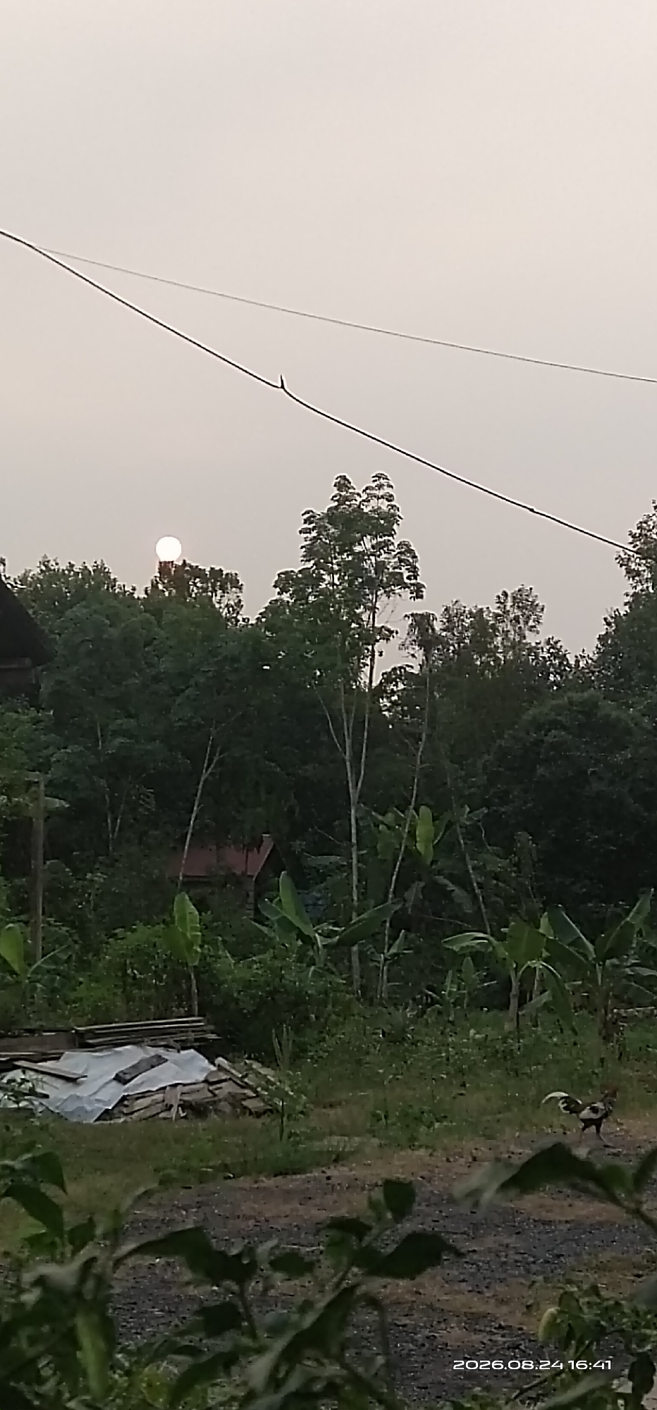 An outdoor, medium-shot, eye-level, vertical photograph captures a rural scene at dusk in Matabu, Indonesia. The sky is overcast and light gray. A dark, thin power line stretches across the upper portion of the frame from left to right. A small, white, circular sun is visible in the upper left quadrant, partially obscured by a tall, leafy tree. Below the sky, a dense line of dark green trees forms the middle ground, with lighter green foliage in the foreground. A small, reddish-brown building with a peaked roof is nestled within the trees on the left side of the frame. Banana plants with large, green leaves are scattered throughout the middle and foreground. On the far left, a pile of construction materials, including wood planks and white tarp, is stacked on the ground. In the lower right quadrant, a rooster with black and white plumage is standing on a gravel path. In the lower right corner, the timestamp "2026.08.24 16:41" is displayed. The foreground consists of green foliage.