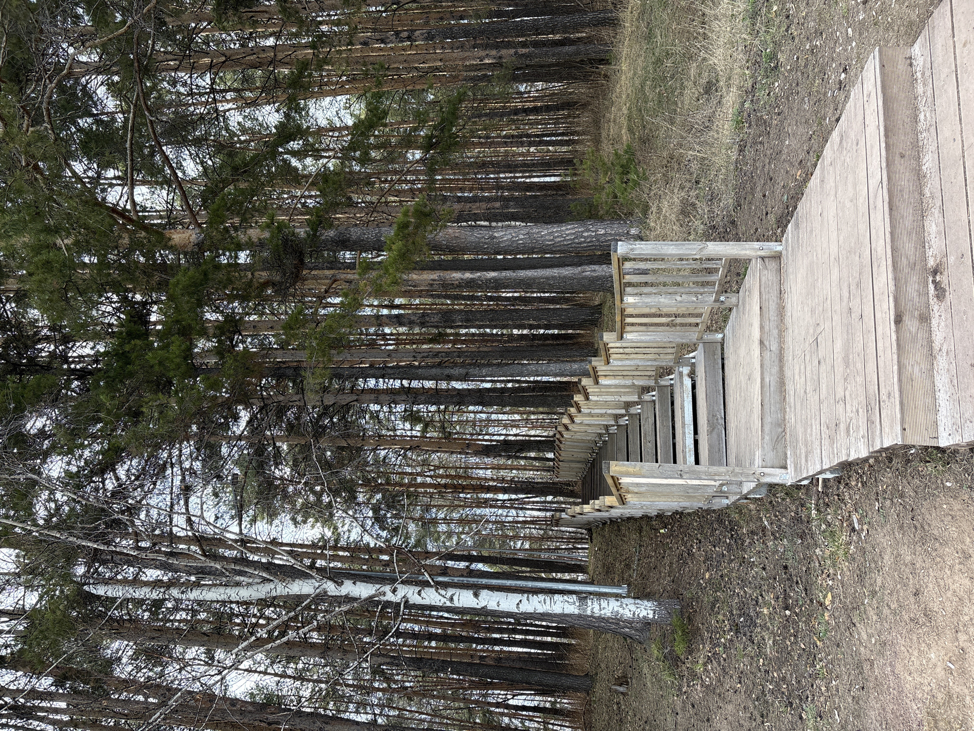The image captures a wooden boardwalk or pathway extending into a dense forest. The perspective is looking forward along the pathway, which is made of light-colored wooden planks with a textured surface, showing some signs of weathering and dirt. A wooden railing with horizontal slats runs along the left side of the boardwalk, suggesting an elevated structure.
The forest is primarily composed of numerous tall, slender trees with dark, rough bark, likely pine or spruce, which form a thick, somewhat dark canopy overhead. Interspersed among these, particularly on the left side of the frame and in the foreground, are several birch trees distinguished by their bright white bark and more sparse branching. The ground visible beneath the trees and beside the boardwalk is covered with dry, sparse grass, fallen leaves, and patches of exposed, damp earth, indicating a temperate climate during a non-foliage season like late autumn or early spring.
The sky is largely obscured by the tree canopy but appears bright and overcast, diffusing natural light evenly across the scene. There are no people present, and no specific activity is taking place, but the presence of the boardwalk implies a designated path for walking or viewing in a natural setting. No visible text is present. The scene depicts a tranquil natural environment, characteristic of a forest trail or park, located in Chaikovsky, Russia.