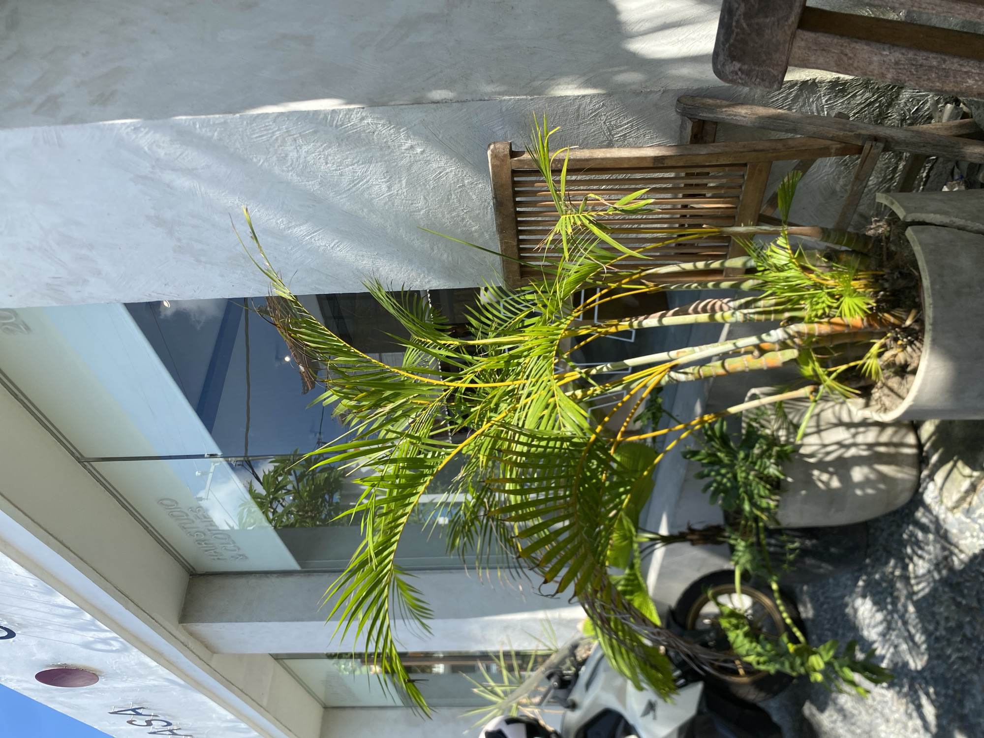 The image captures a bright, sunny outdoor scene in front of a building in Mengwi, Indonesia. The building's facade is predominantly white, with a textured finish. A large window displays the text "HAIRSTUDIO & CLOTHES." In the foreground, a potted palm tree with vibrant green leaves and yellow-tinged stems stands prominently. To the right of the palm tree, a weathered wooden chair leans against the building. In the background, a white scooter is partially visible. The ground is covered with gravel. The overall impression is one of a commercial establishment with an inviting outdoor space.