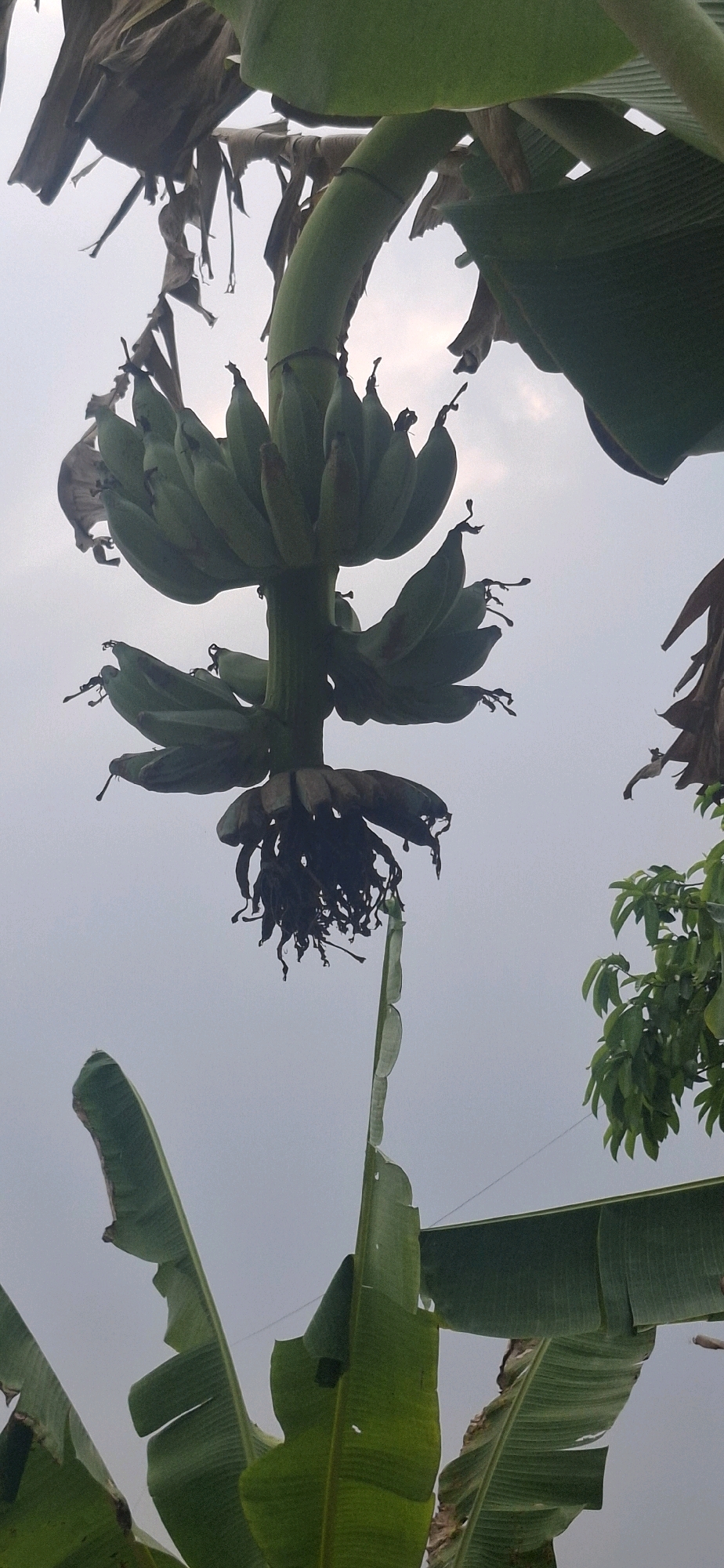 A cluster of green, unripe bananas hangs from a tree, photographed from below against a hazy sky. The bananas are arranged in hands on a thick, green stalk. Several large, green banana leaves are visible, some intact and others torn or dried and brown. In the background, a leafy green tree is partially visible on the right side of the frame. The overall scene suggests a tropical or subtropical environment. The image was taken in Cibinong Hilir, Indonesia.